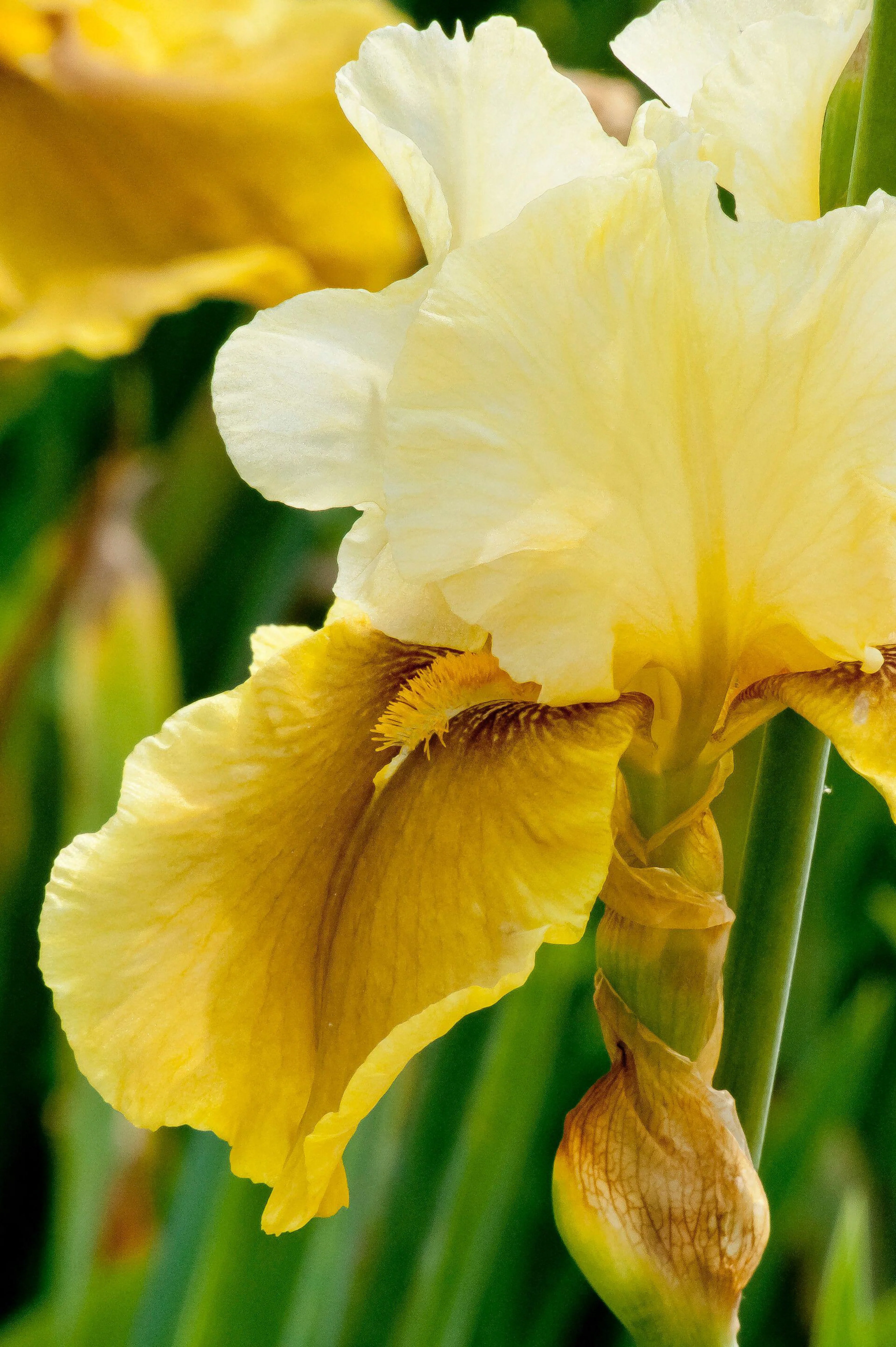 Iris germanica 'Bayberry Candle'
