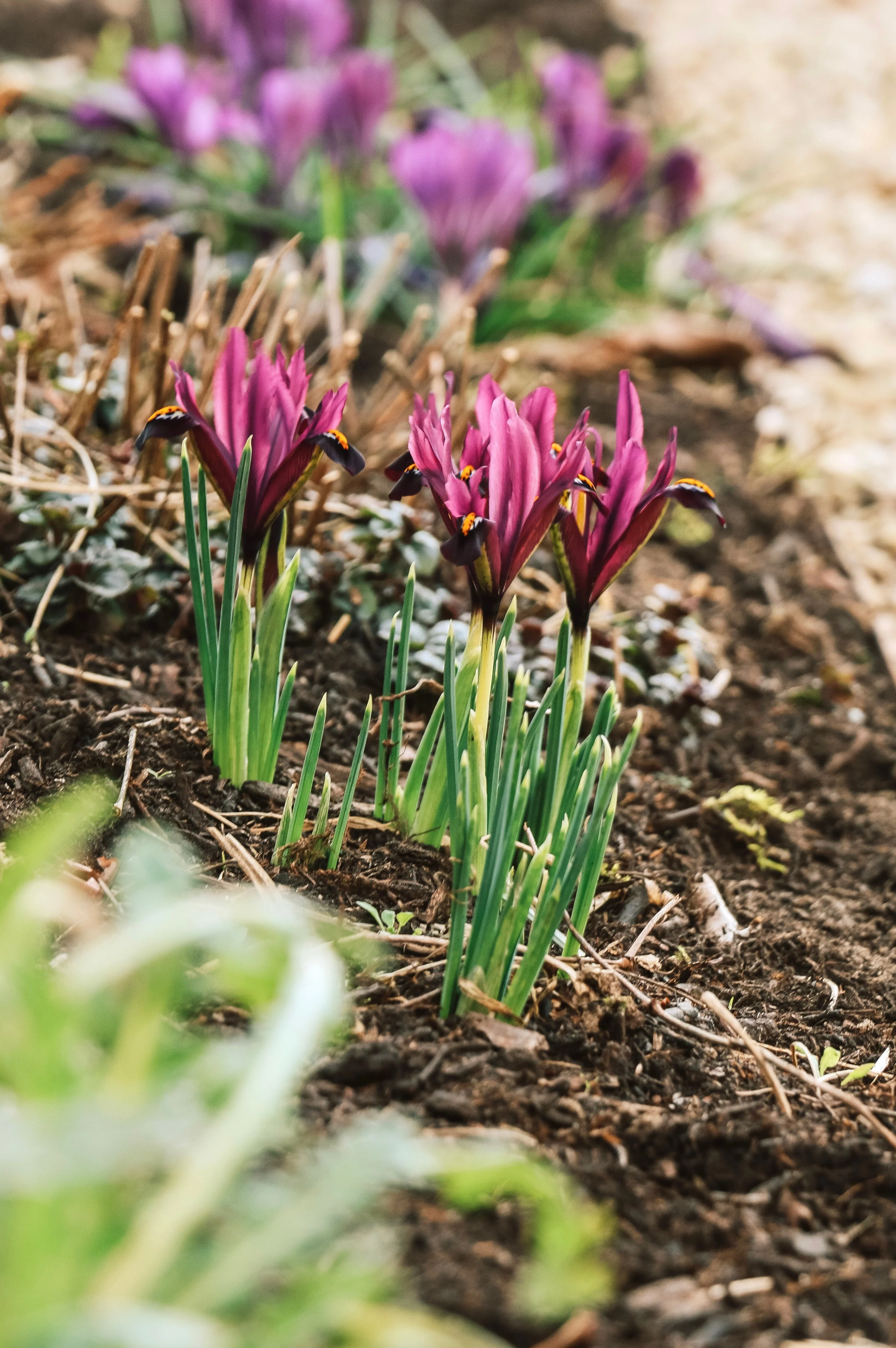 Iris reticulata 'J.S. Dijt' BIO