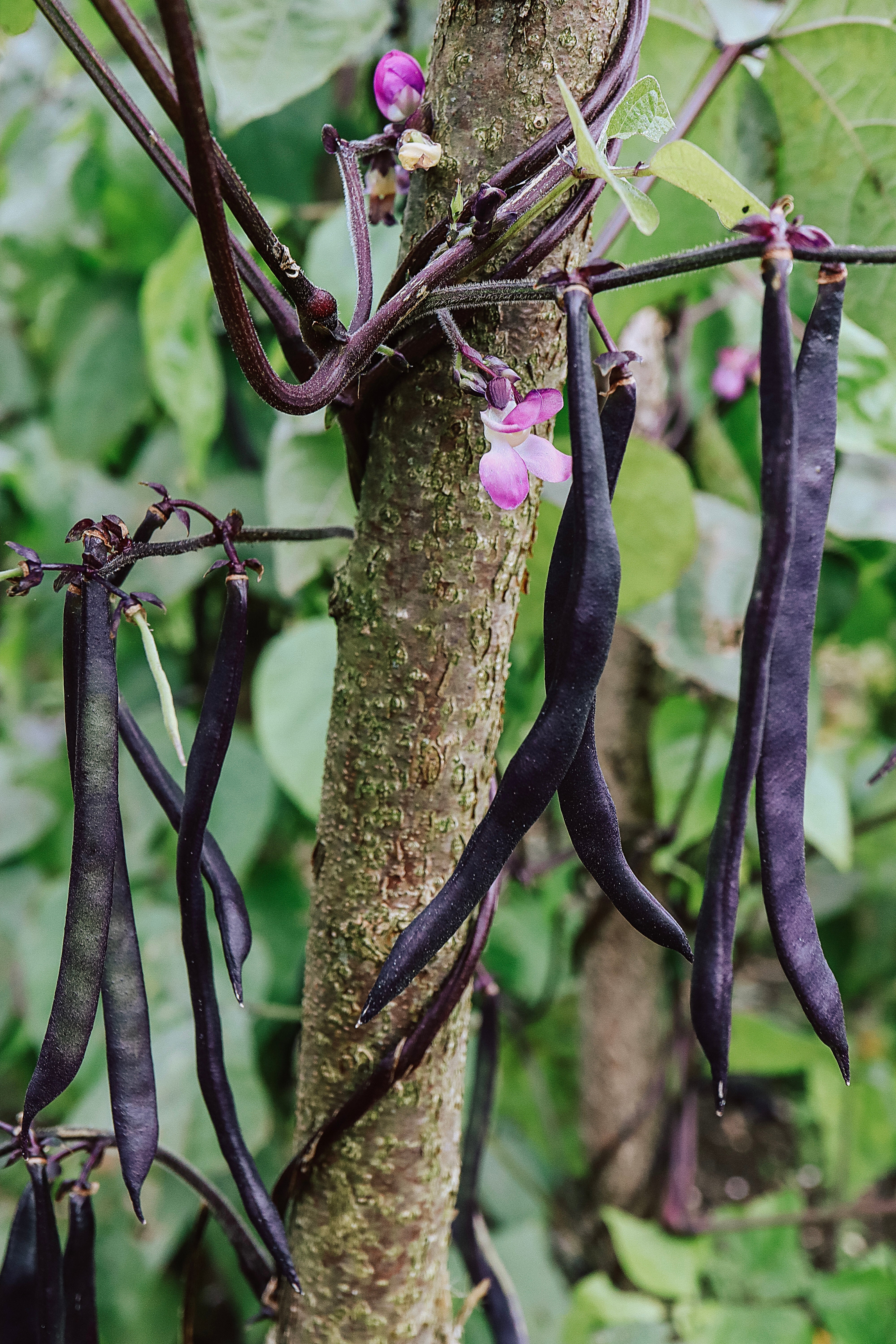 Klimboon 'Brunhilde'