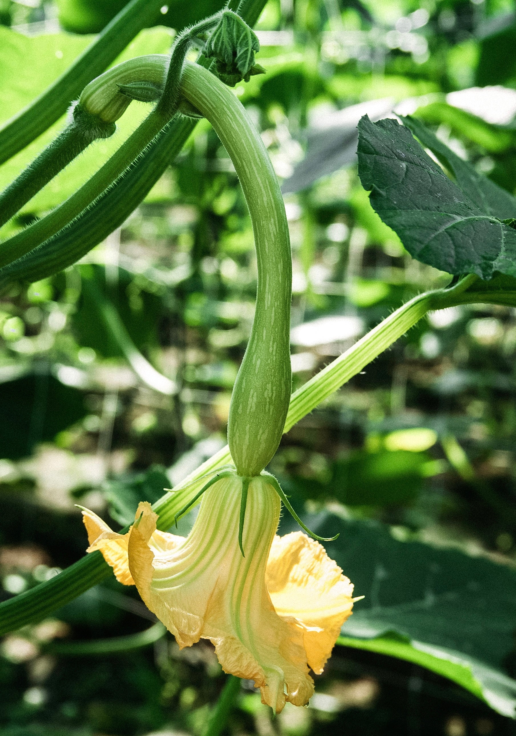 Klimcourgette 'Tromba Albenga'