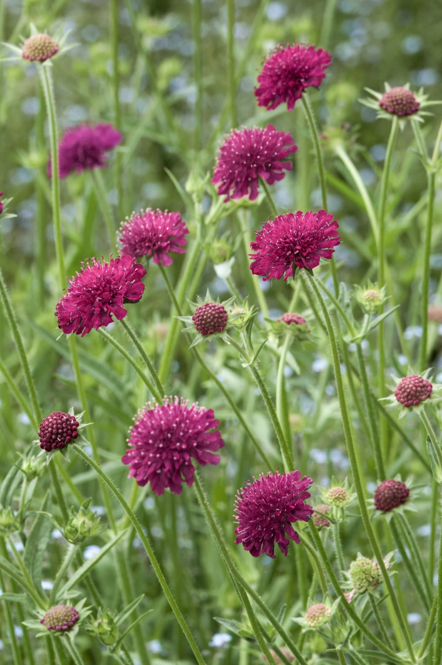 Knautia macedonia