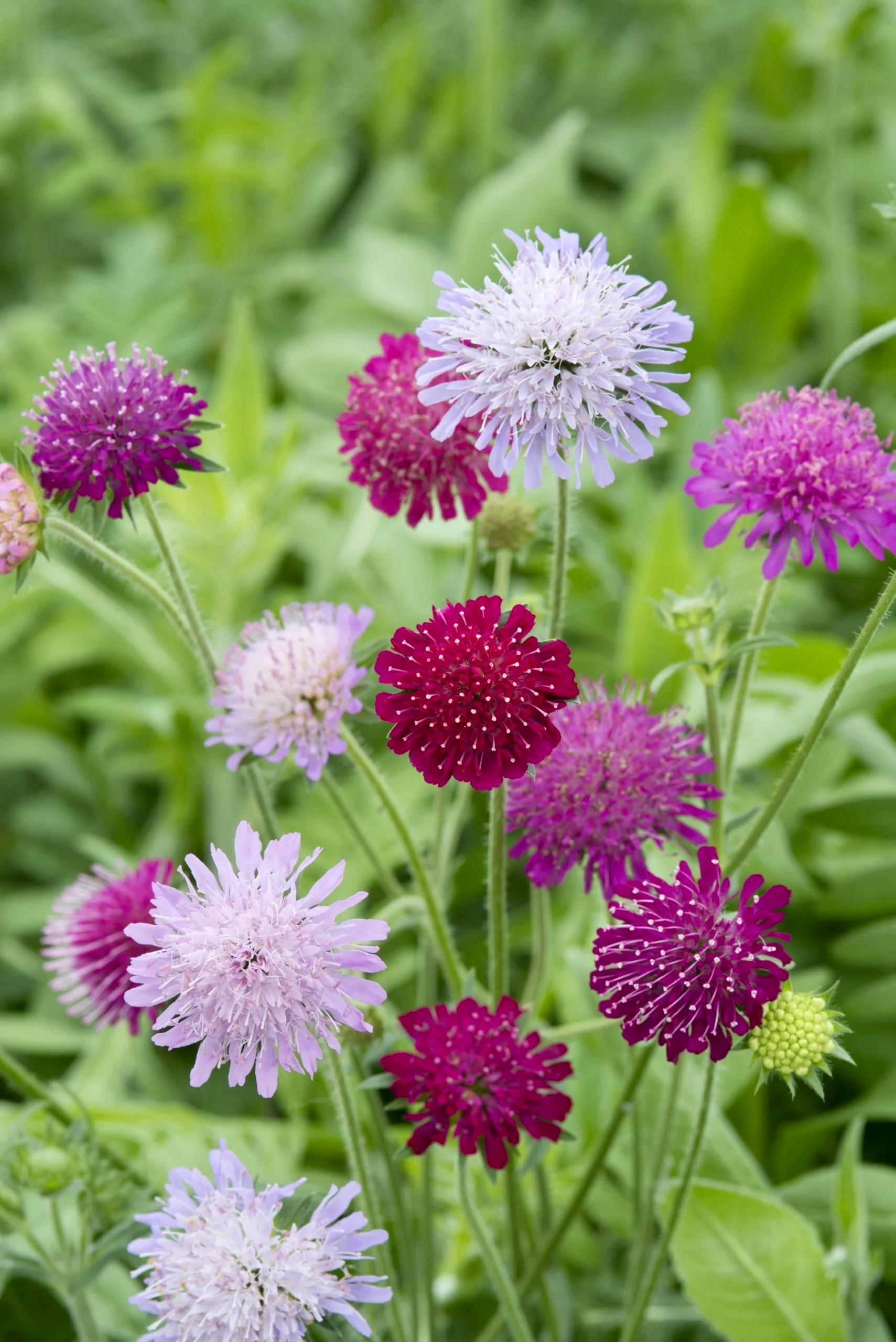 Knautia macedonia 'Watercolours'