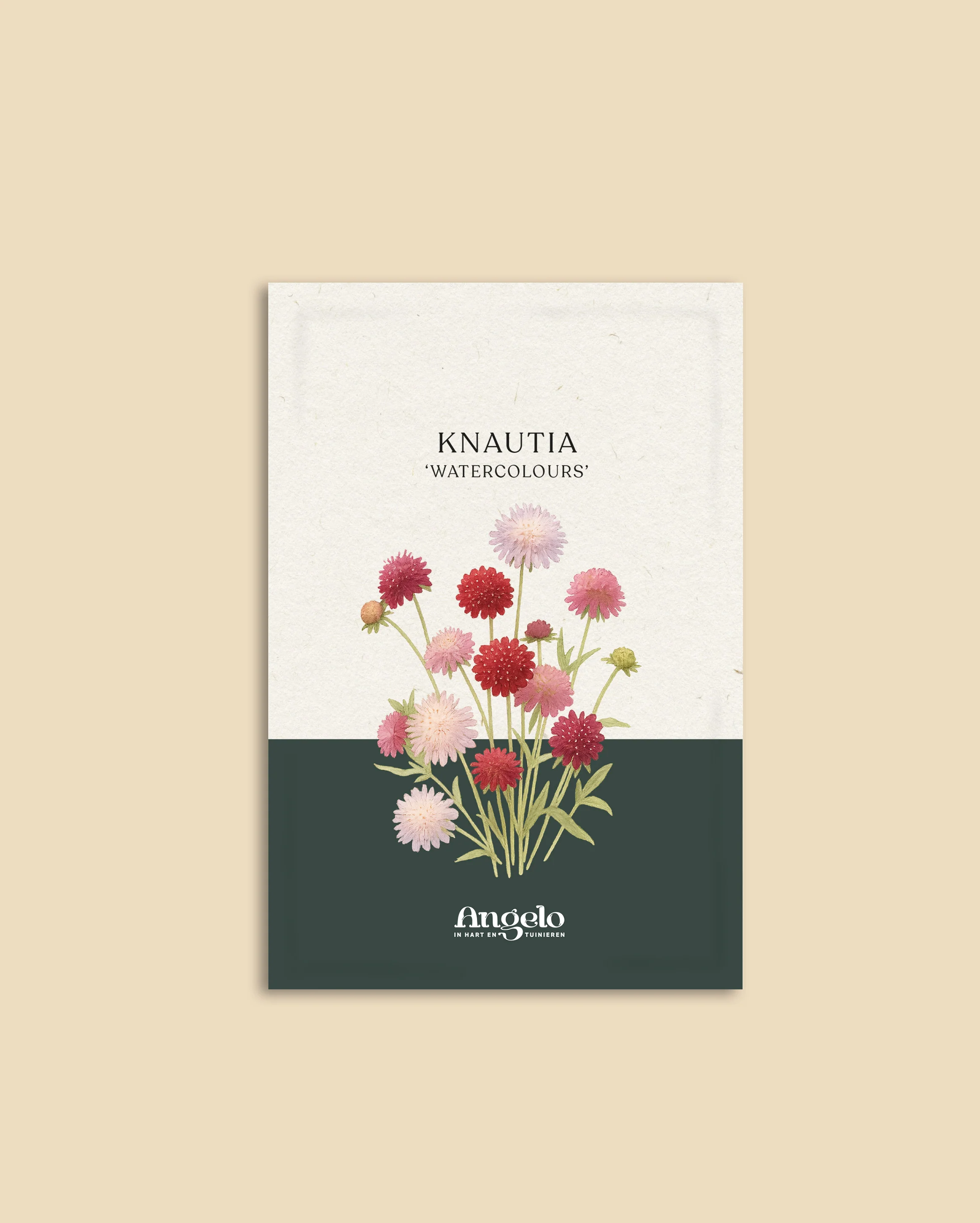 Knautia macedonia 'Watercolours' - Image 2