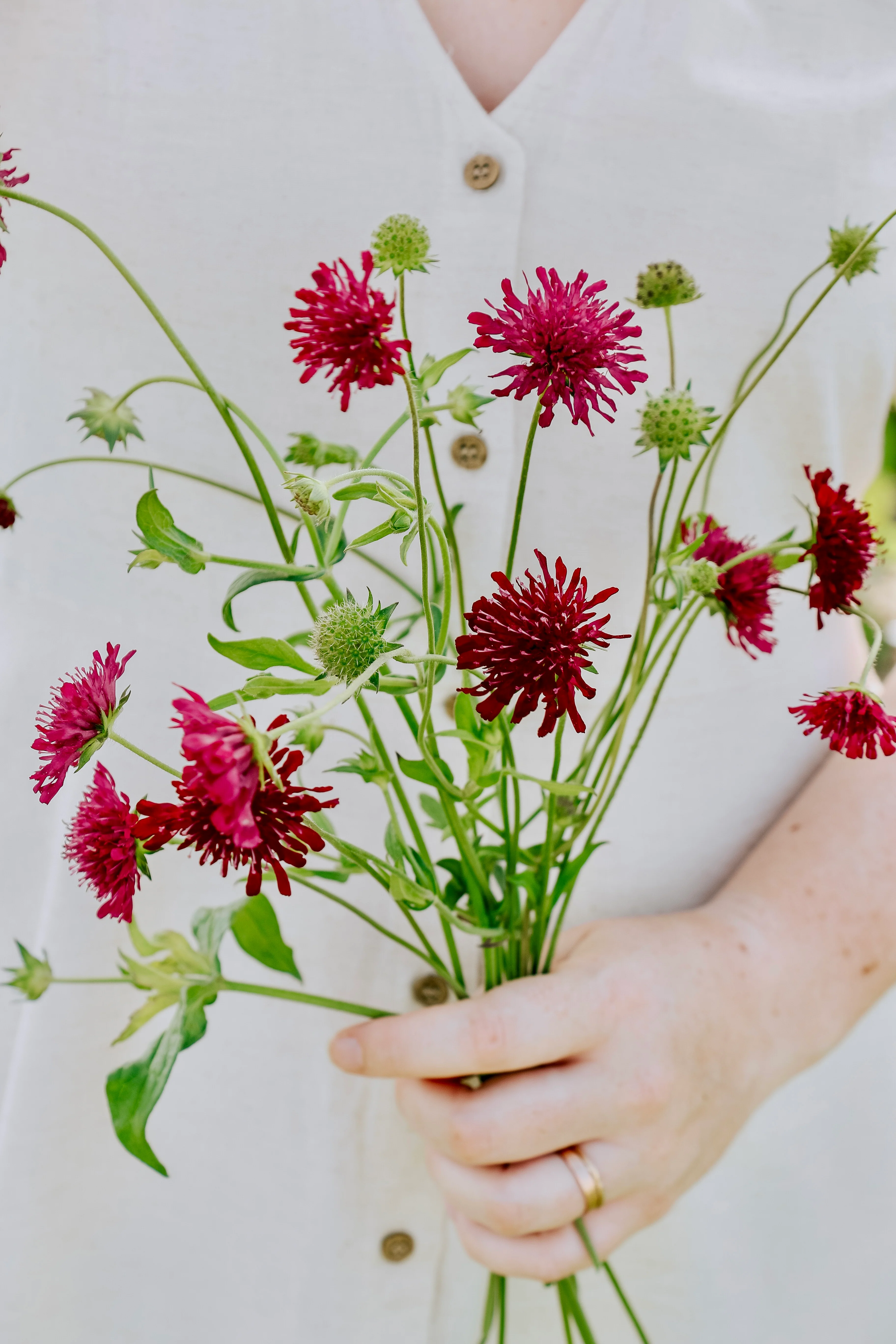 Knautia macedonica 'red cherries'