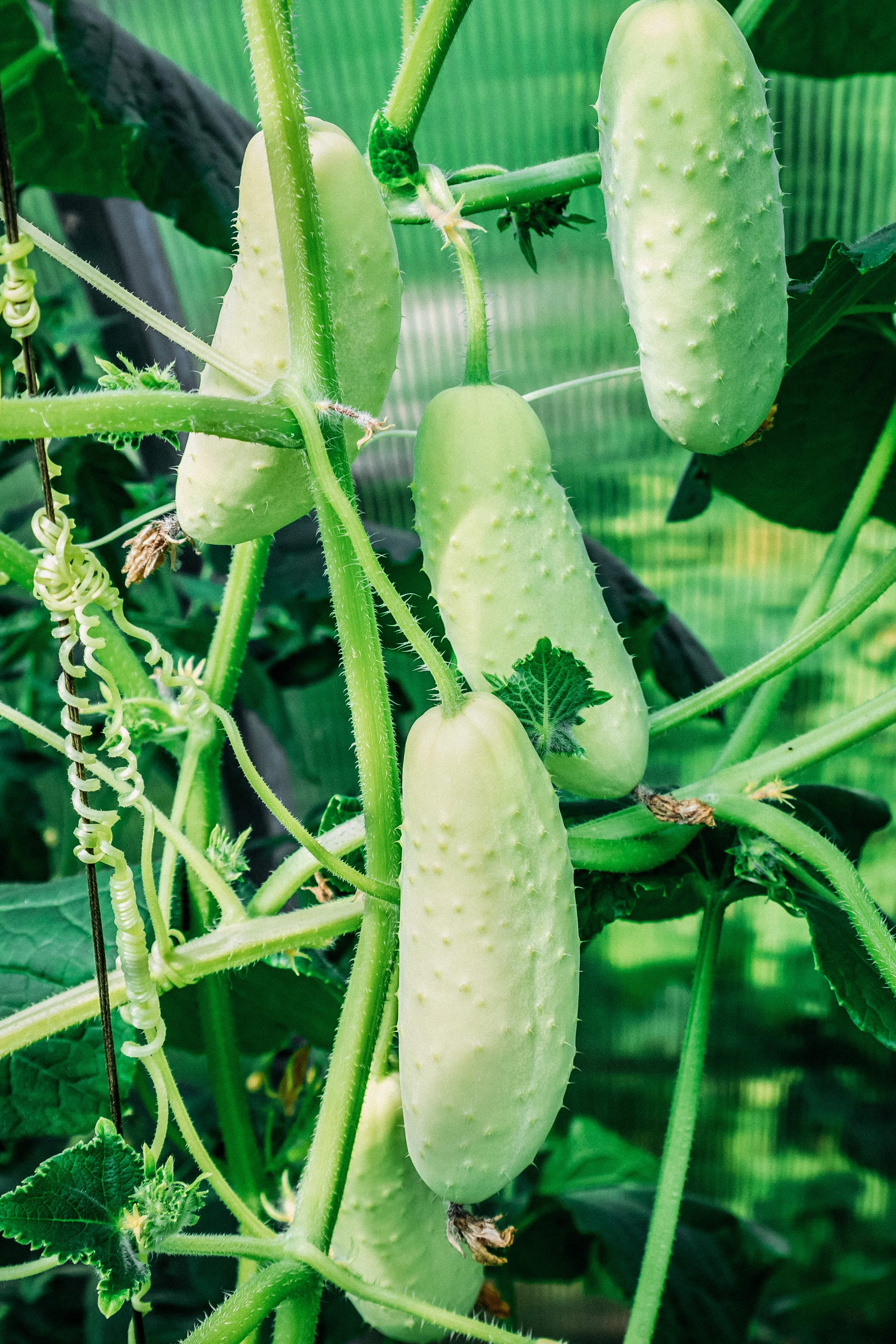 Komkommer 'Blanc Long Parisien'