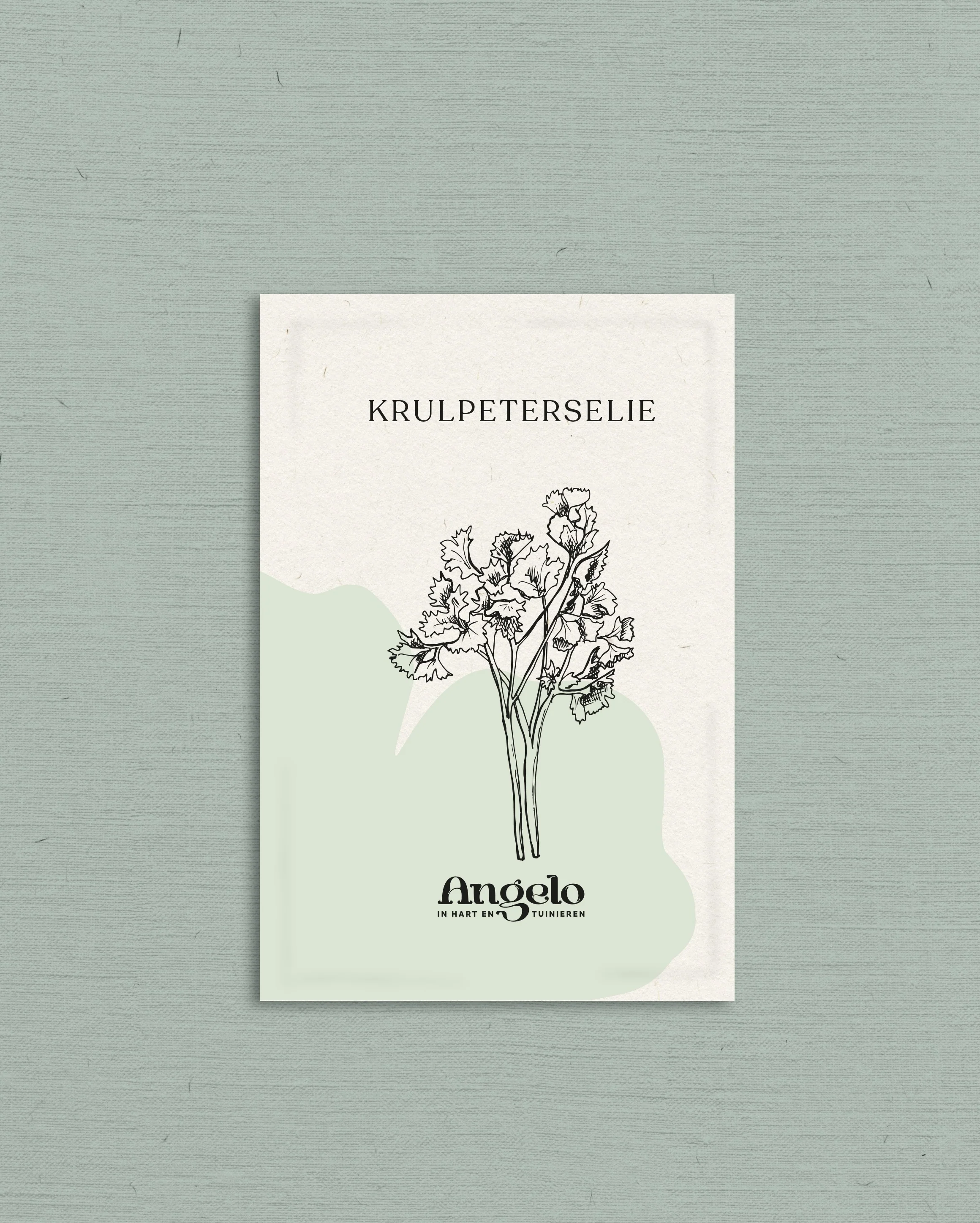 Krulpeterselie - Image 2
