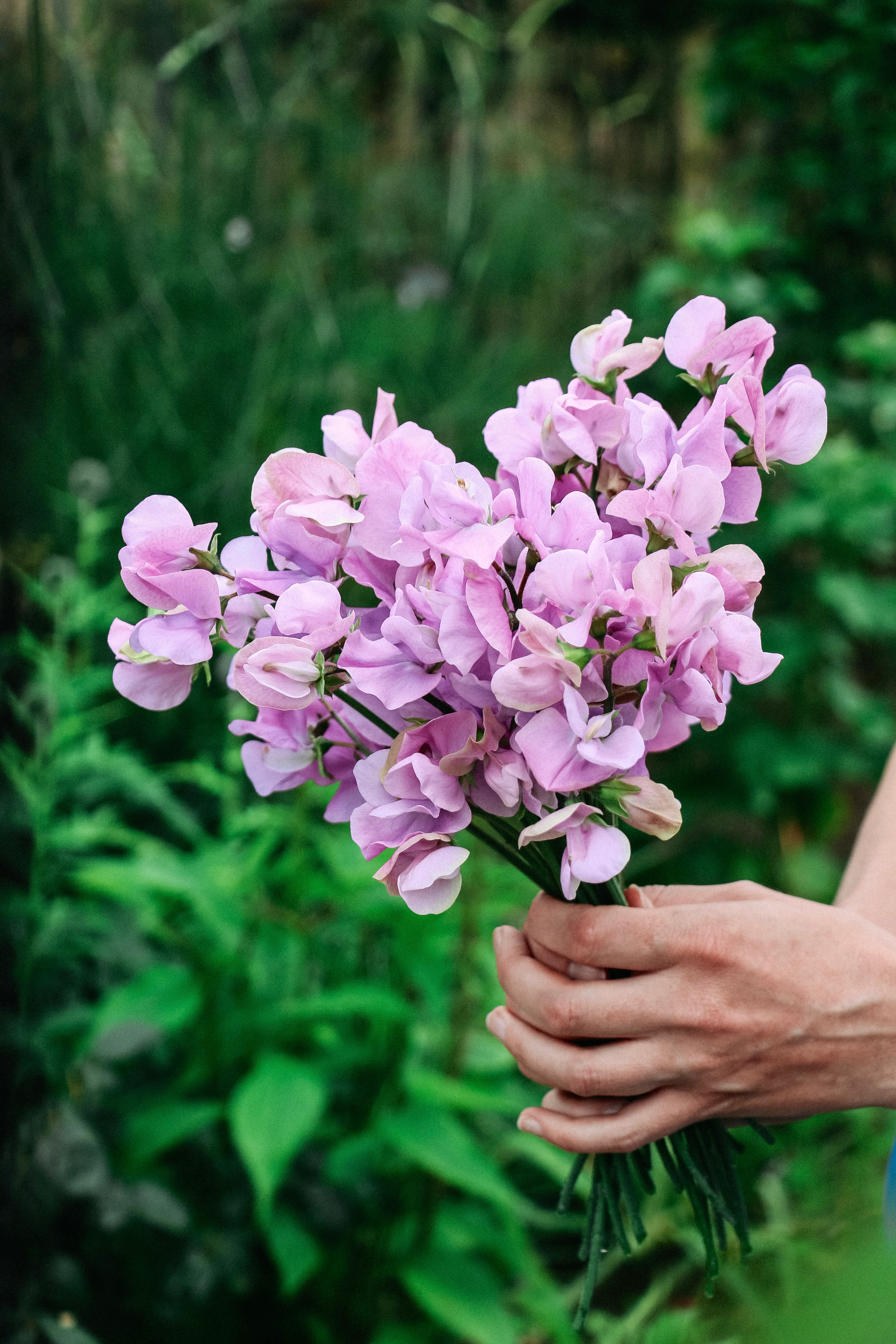 Lathyrus odoratus elegance 'Lavender' - Image 3