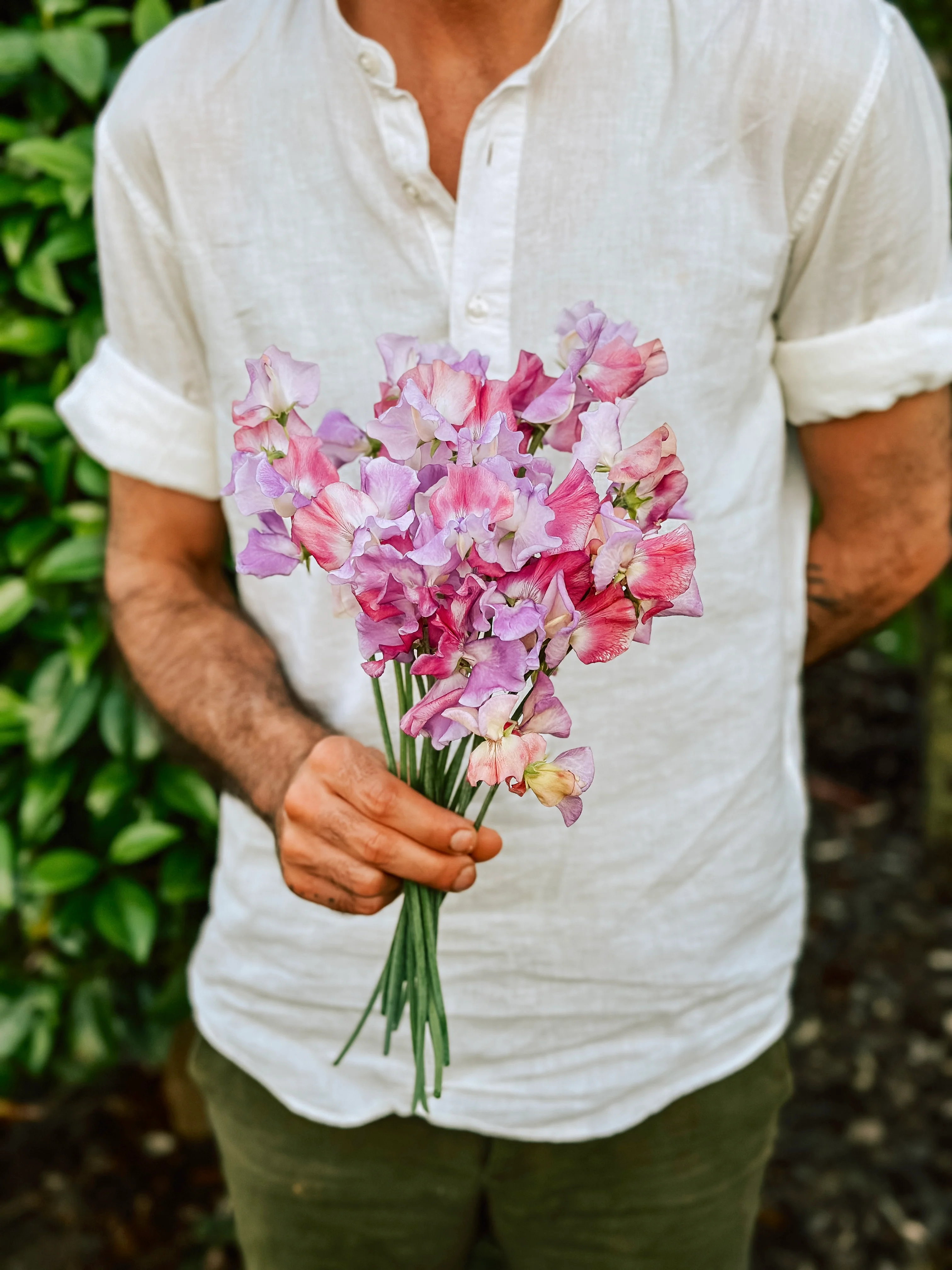 Lathyrus odoratus 'Enchanté'