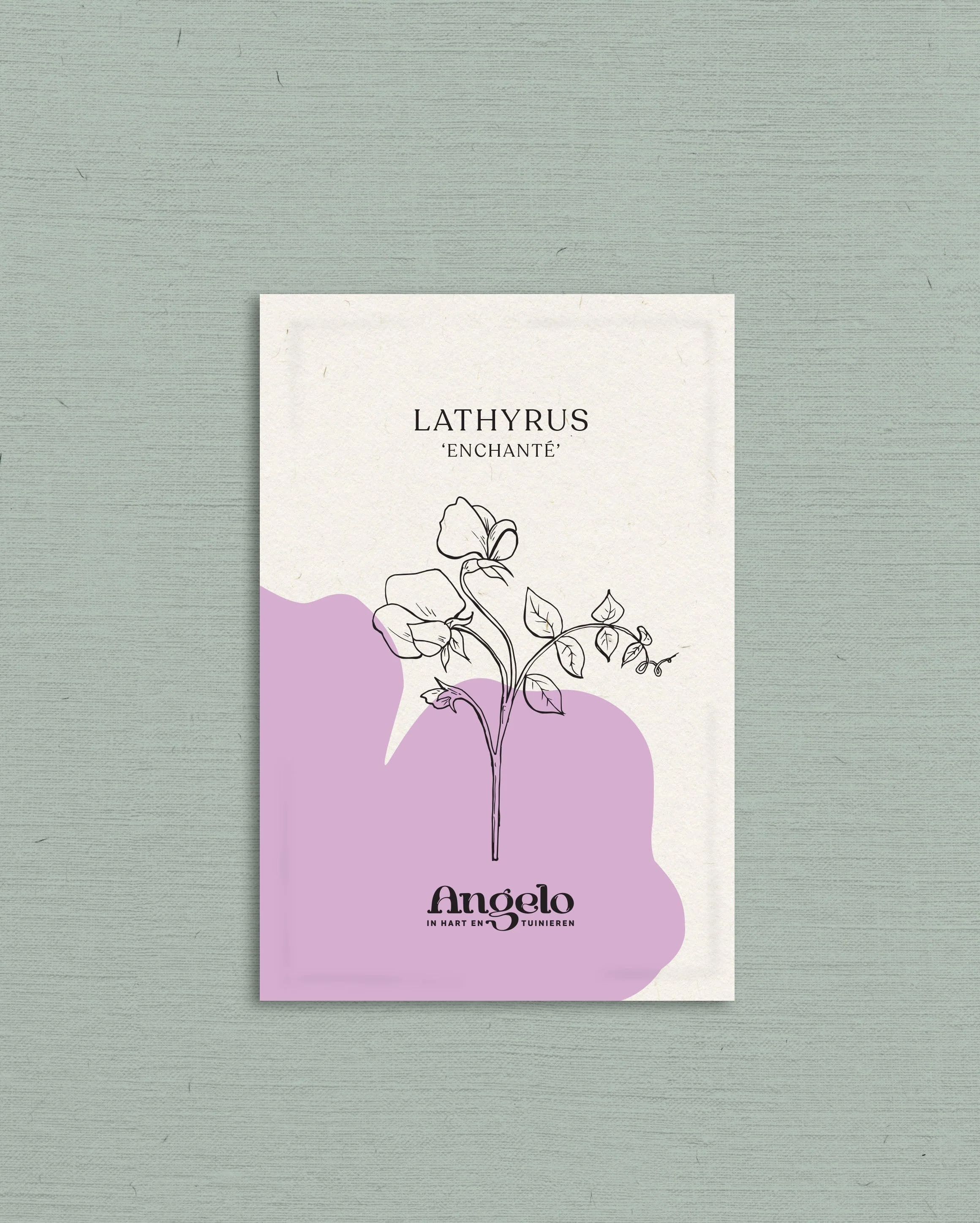 Lathyrus odoratus 'Enchanté' - Image 2