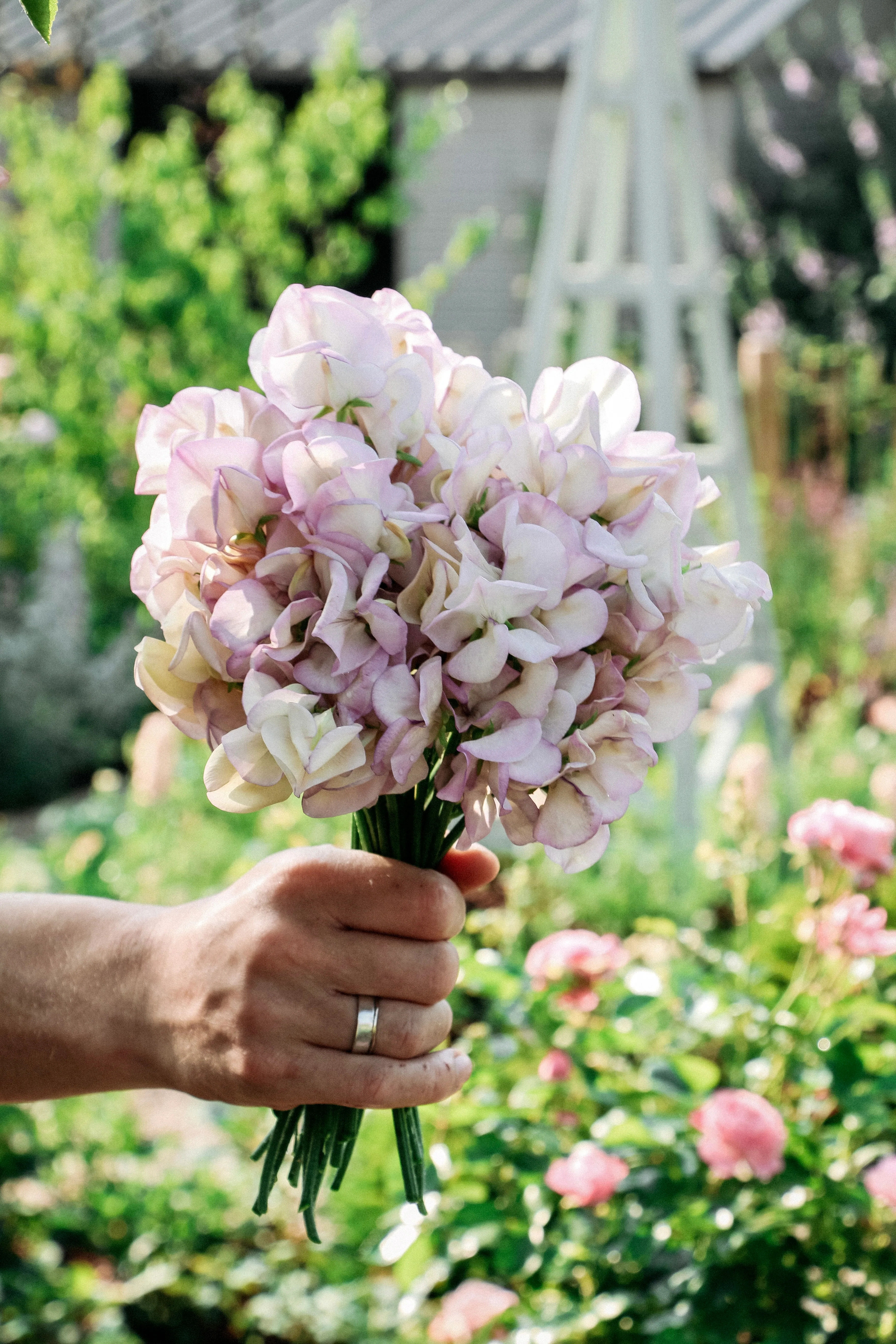Lathyrus odoratus 'High Scent'