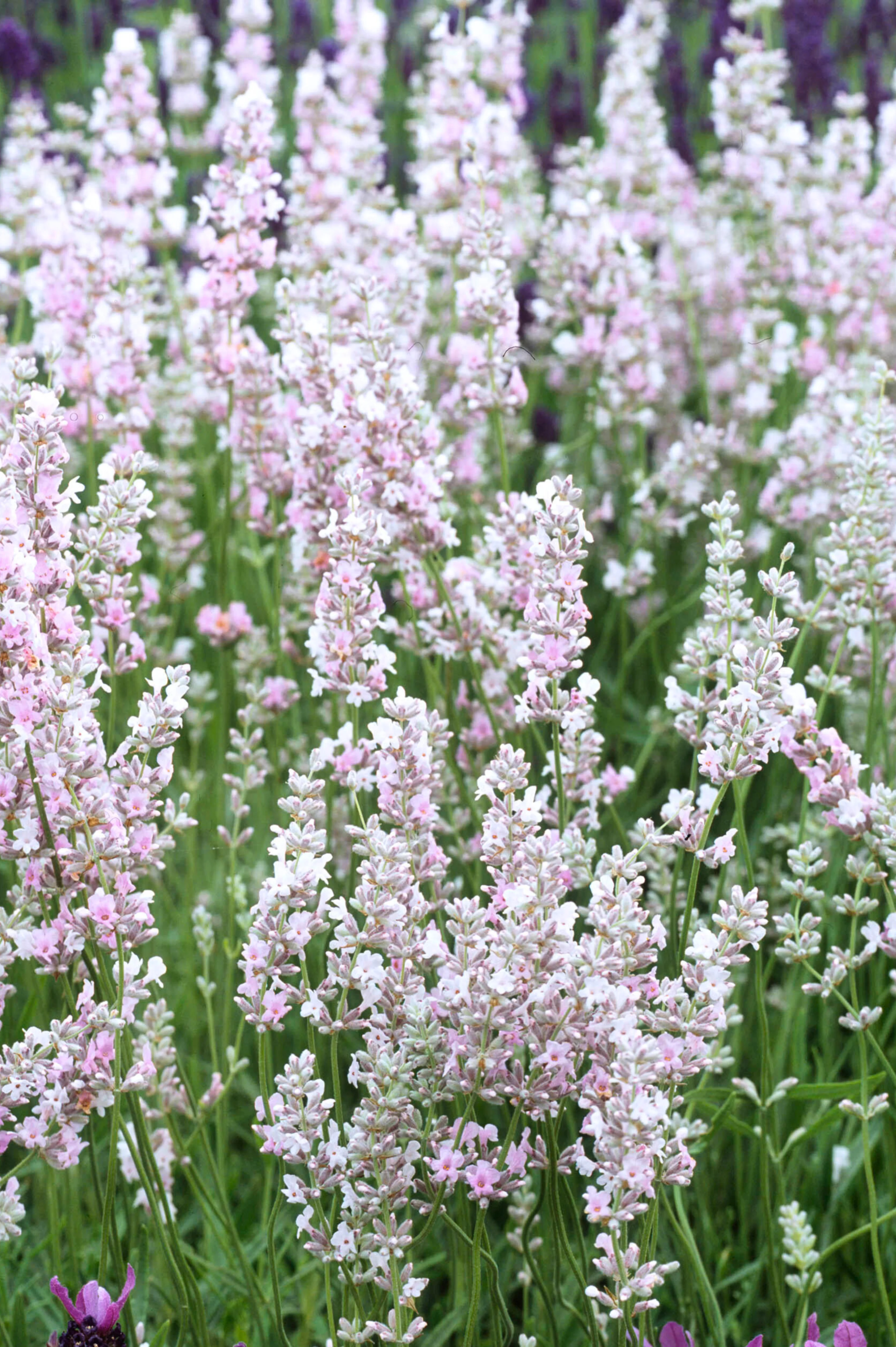 Lavandula angustifolia 'Hidcote Pink'