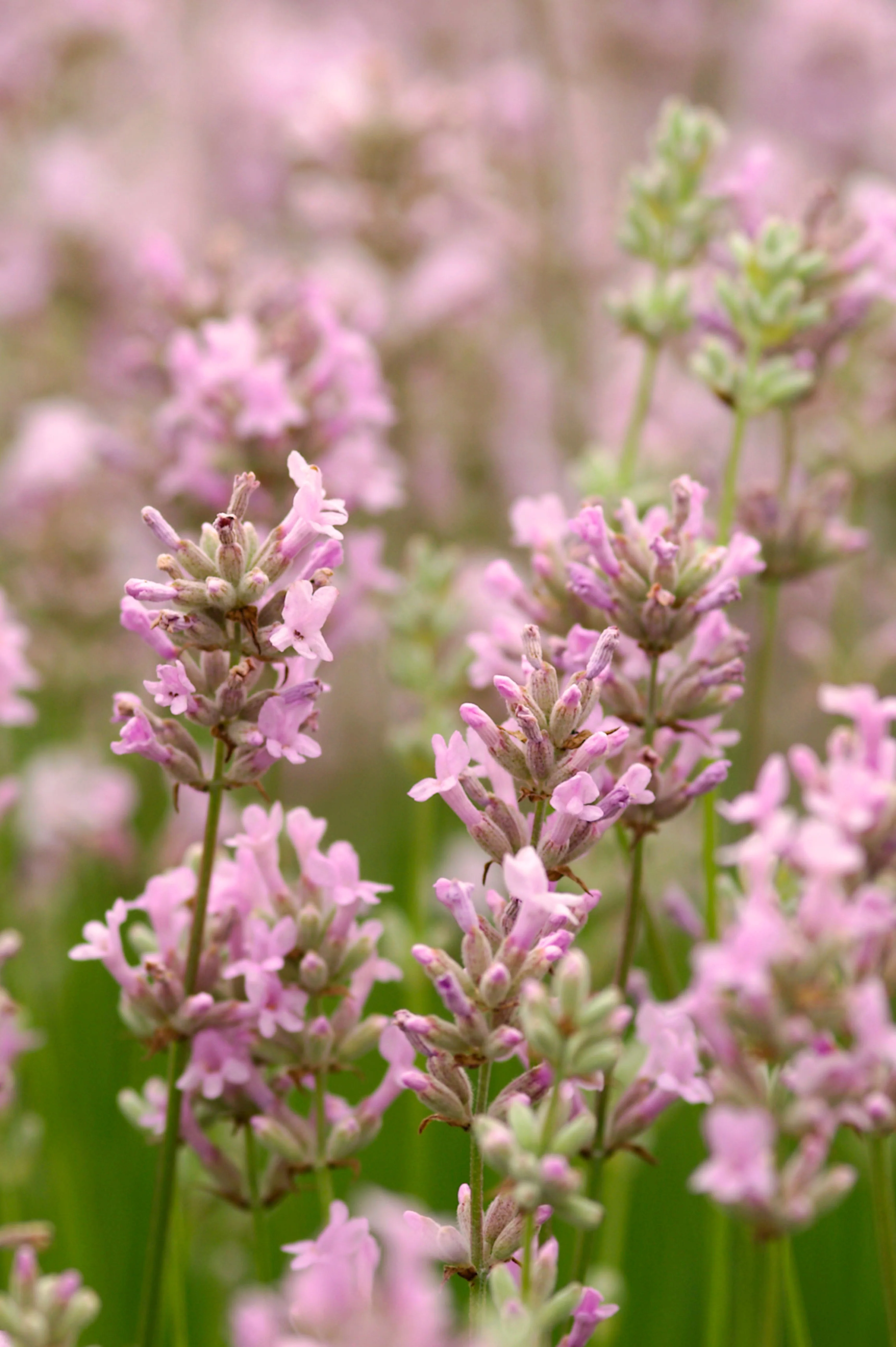 Lavandula angustifolia 'Rosea'