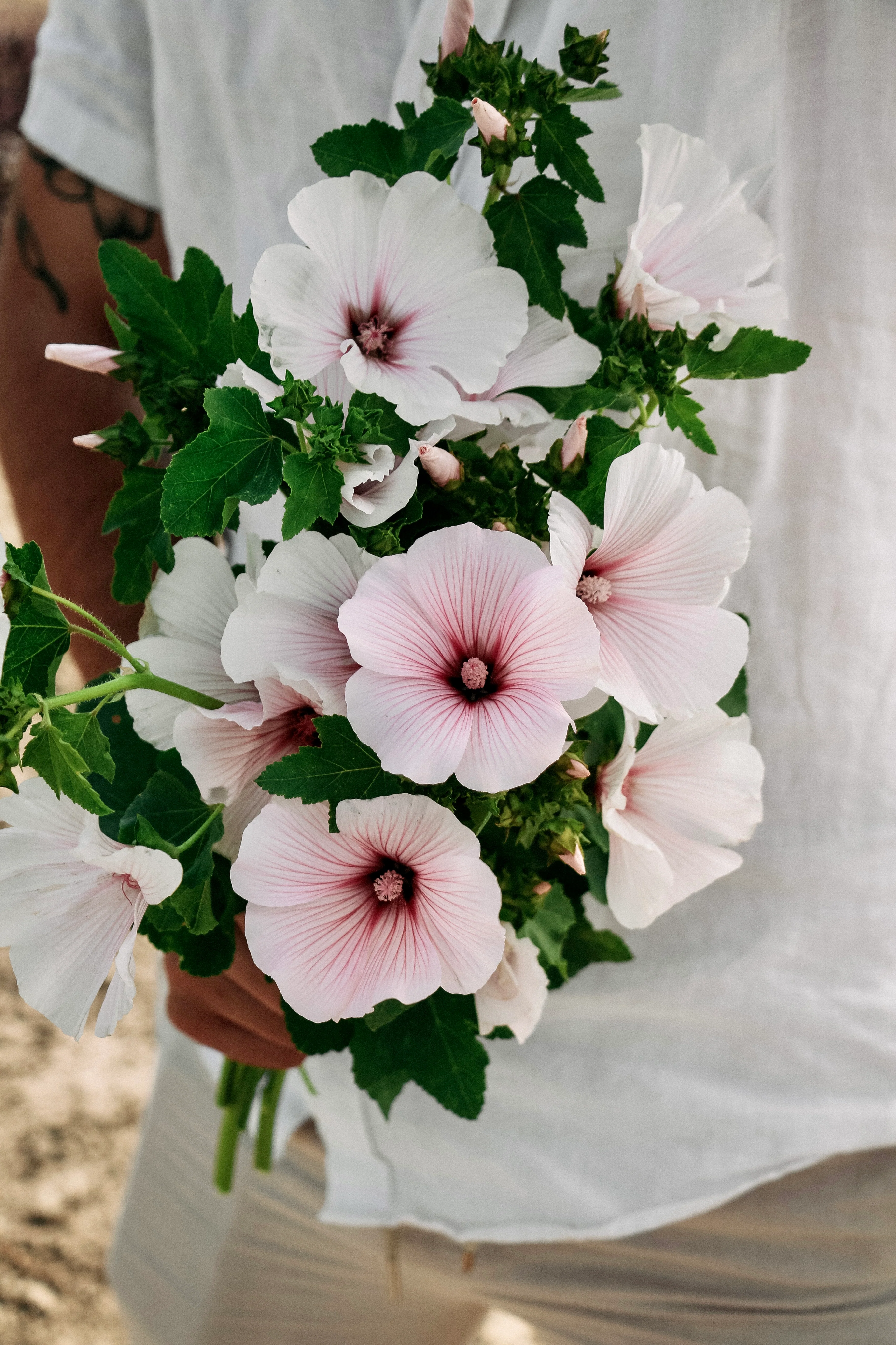 Lavatera trimestris 'Pink Regis'