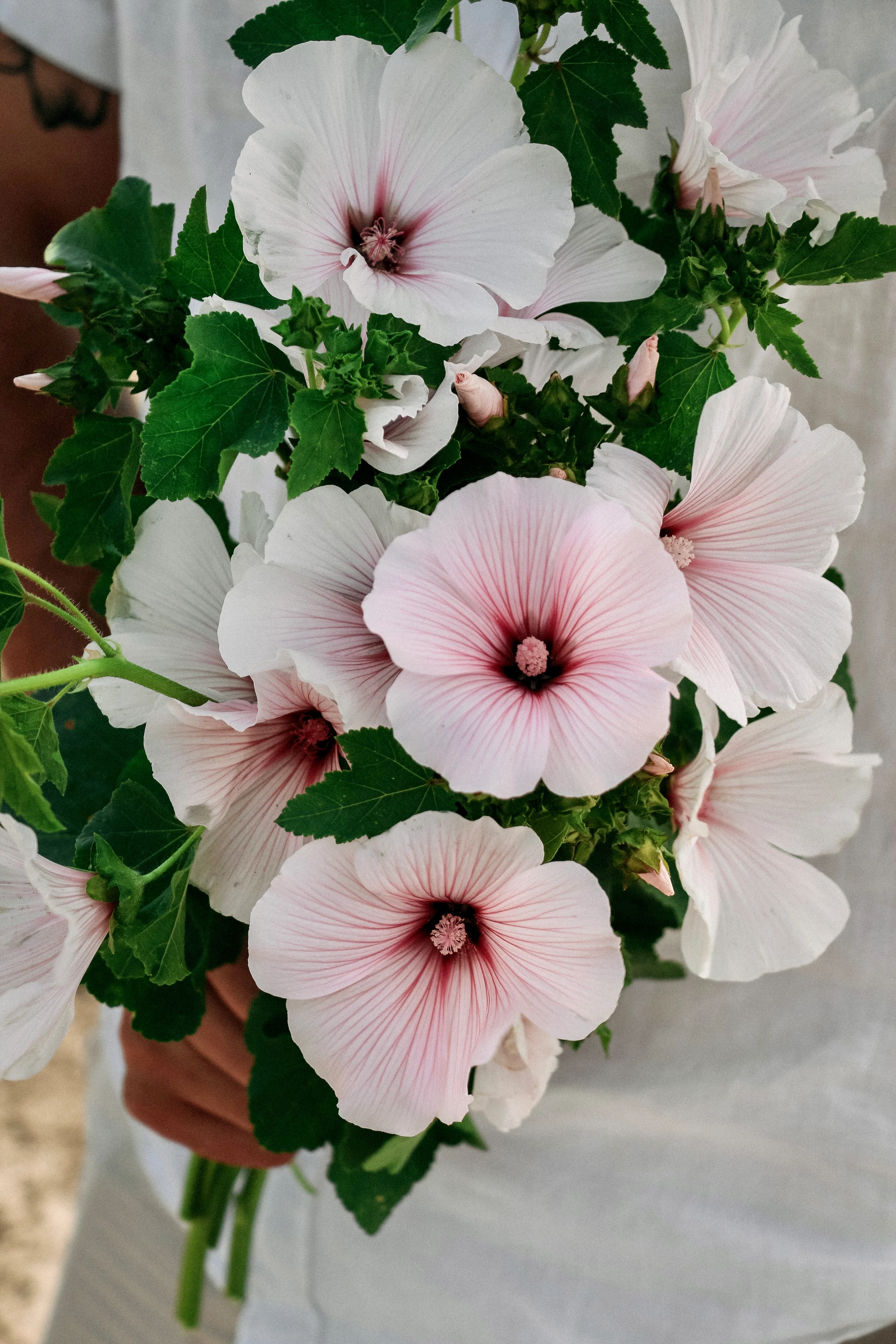 Lavatera trimestris 'Pink Regis' - Image 3