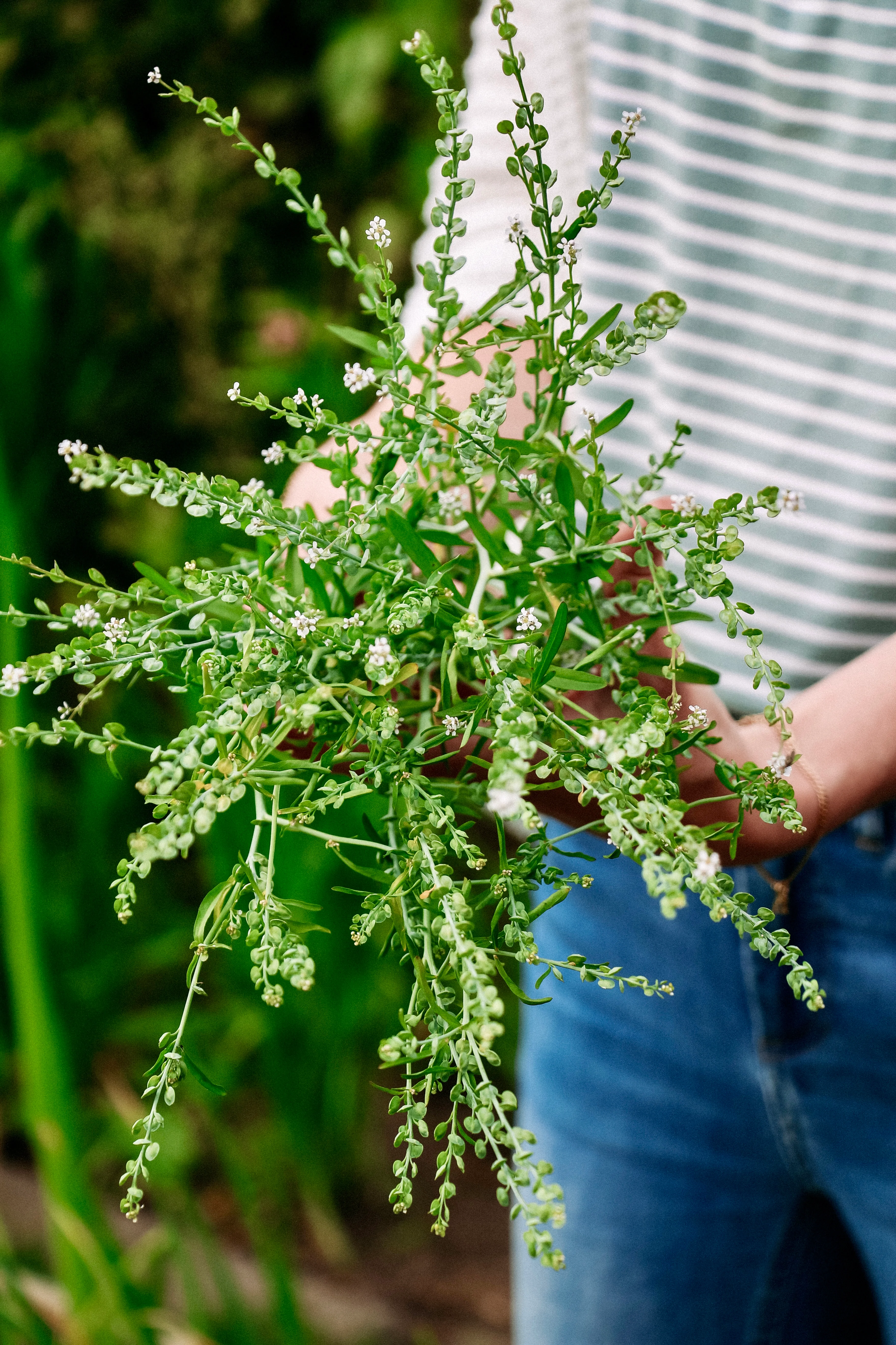 Lepidium sativum - Image 3
