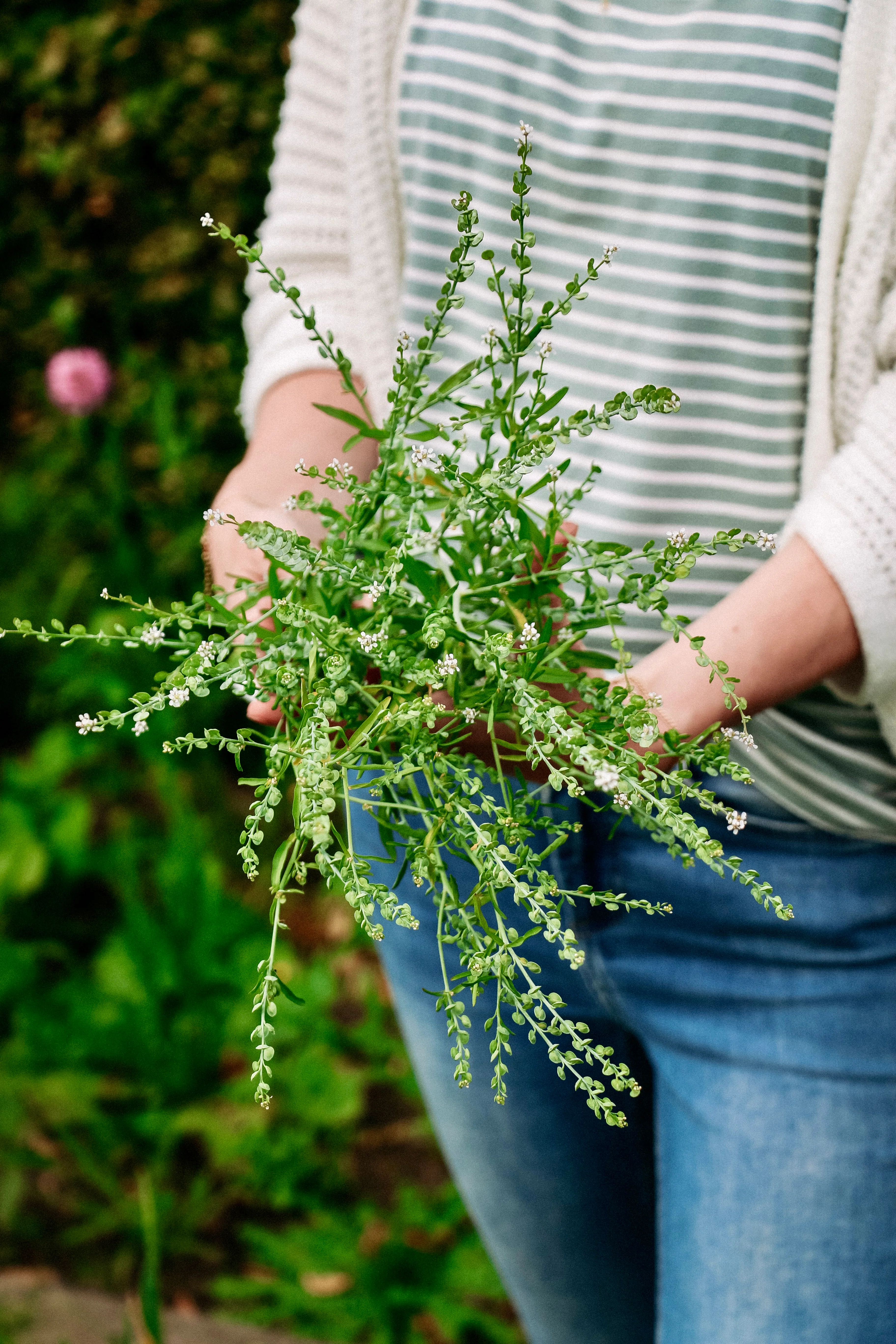 Lepidium sativum - Image 4