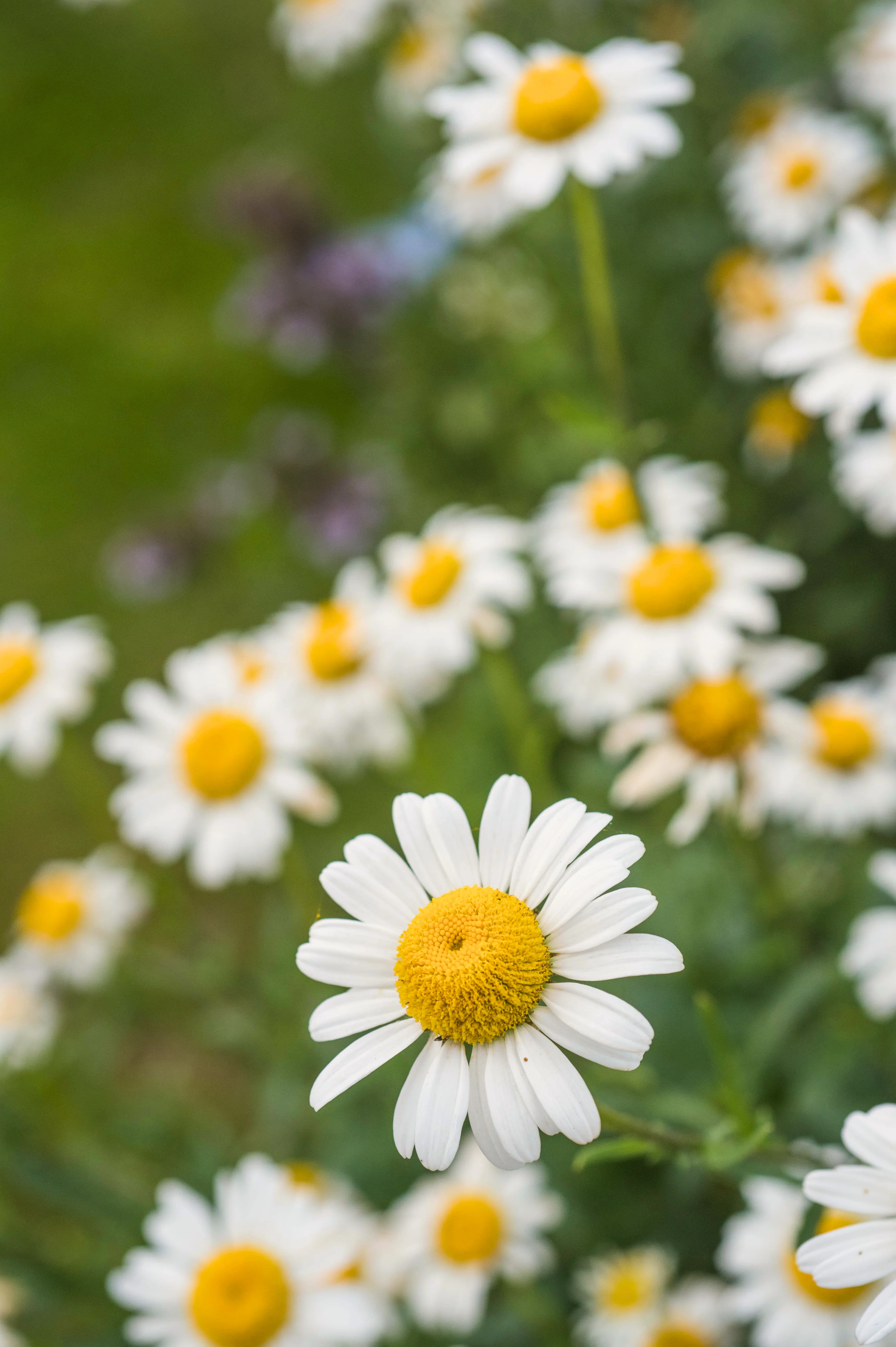 Leucanthemum vulgare
