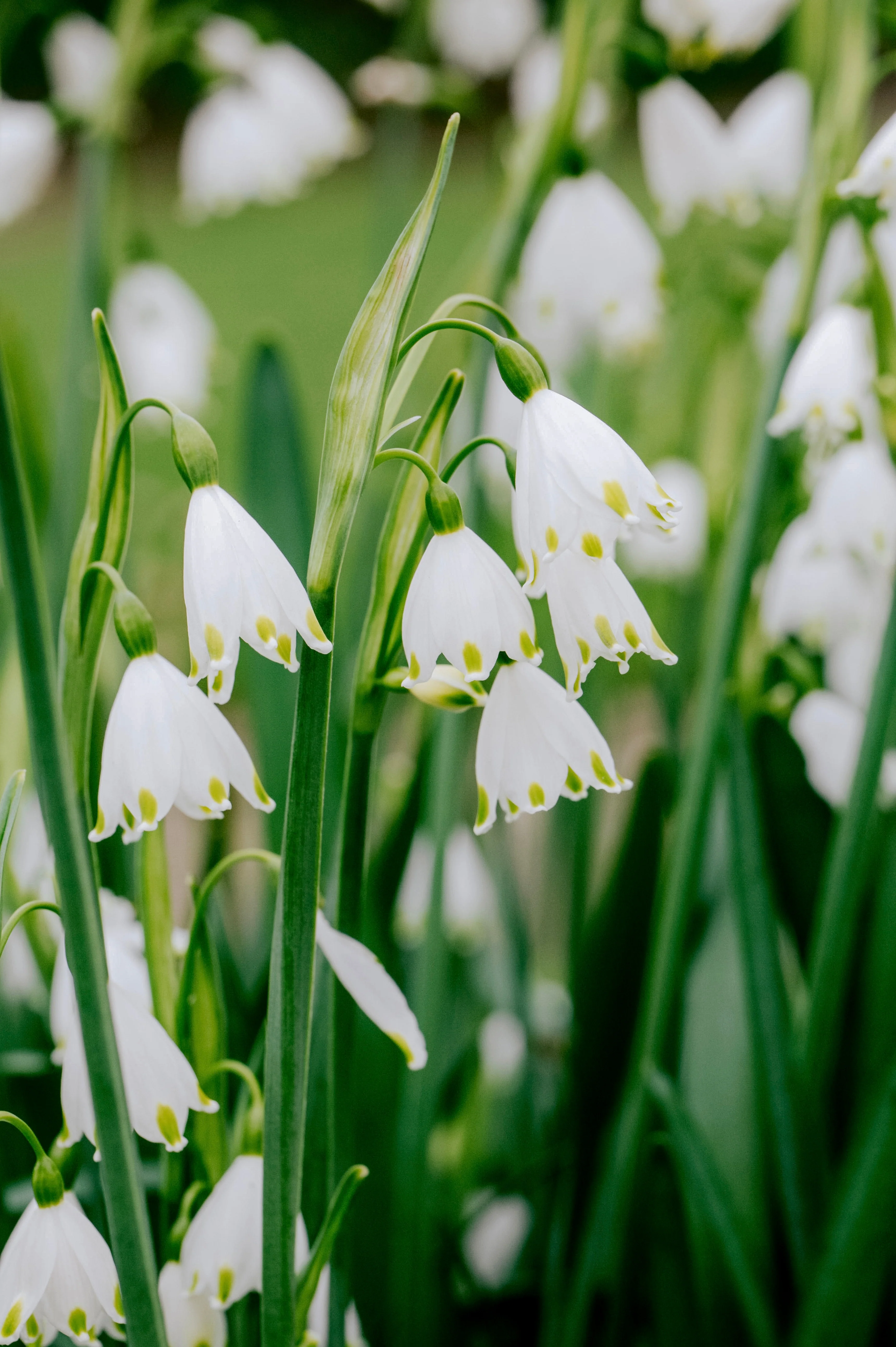 Leucojum aestivum 'Gravetye Giant'