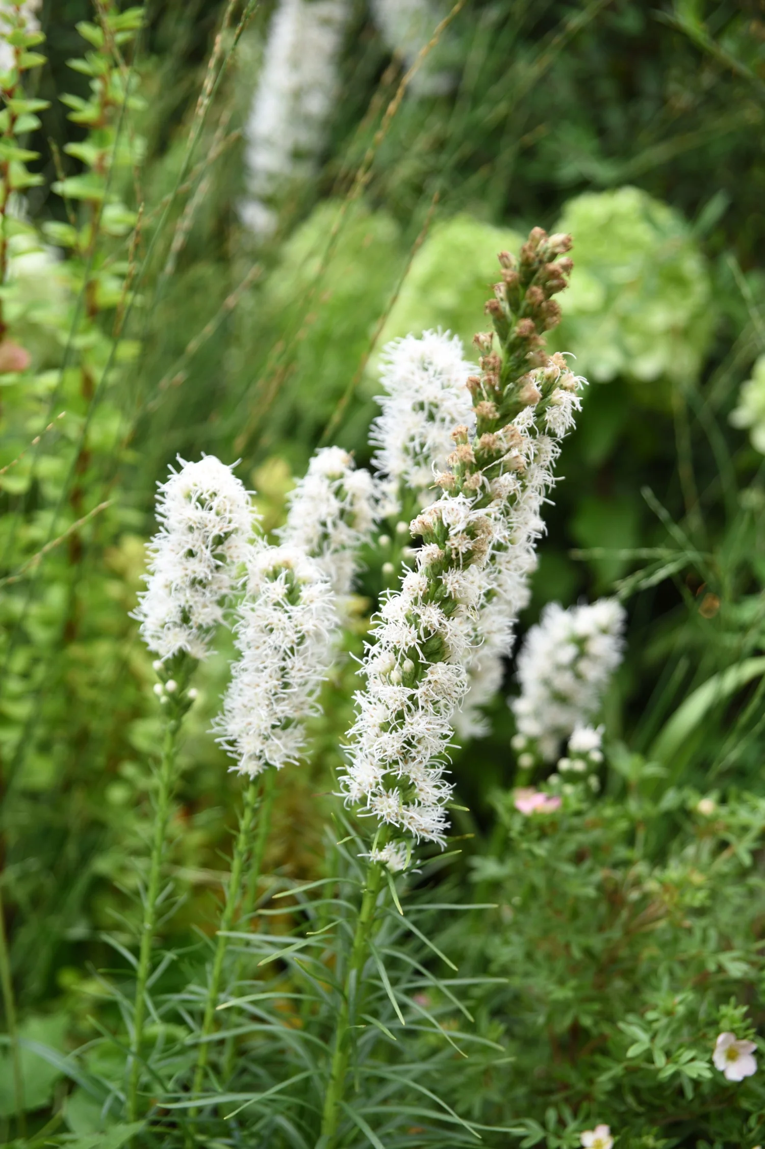 Liatris spicata 'Floristan Weiss'