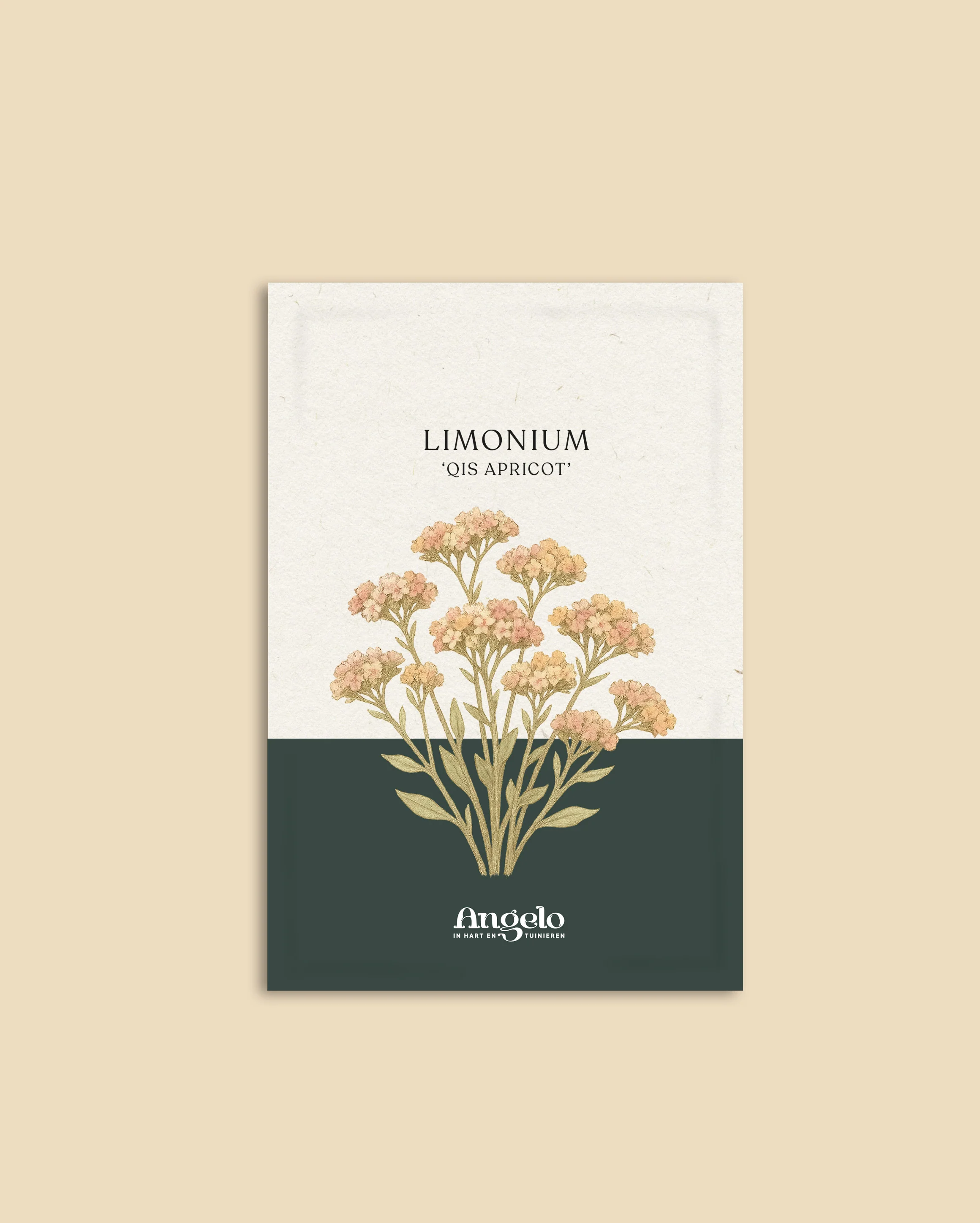 Limonium sinuatum 'Qis Apricot' - Image 2