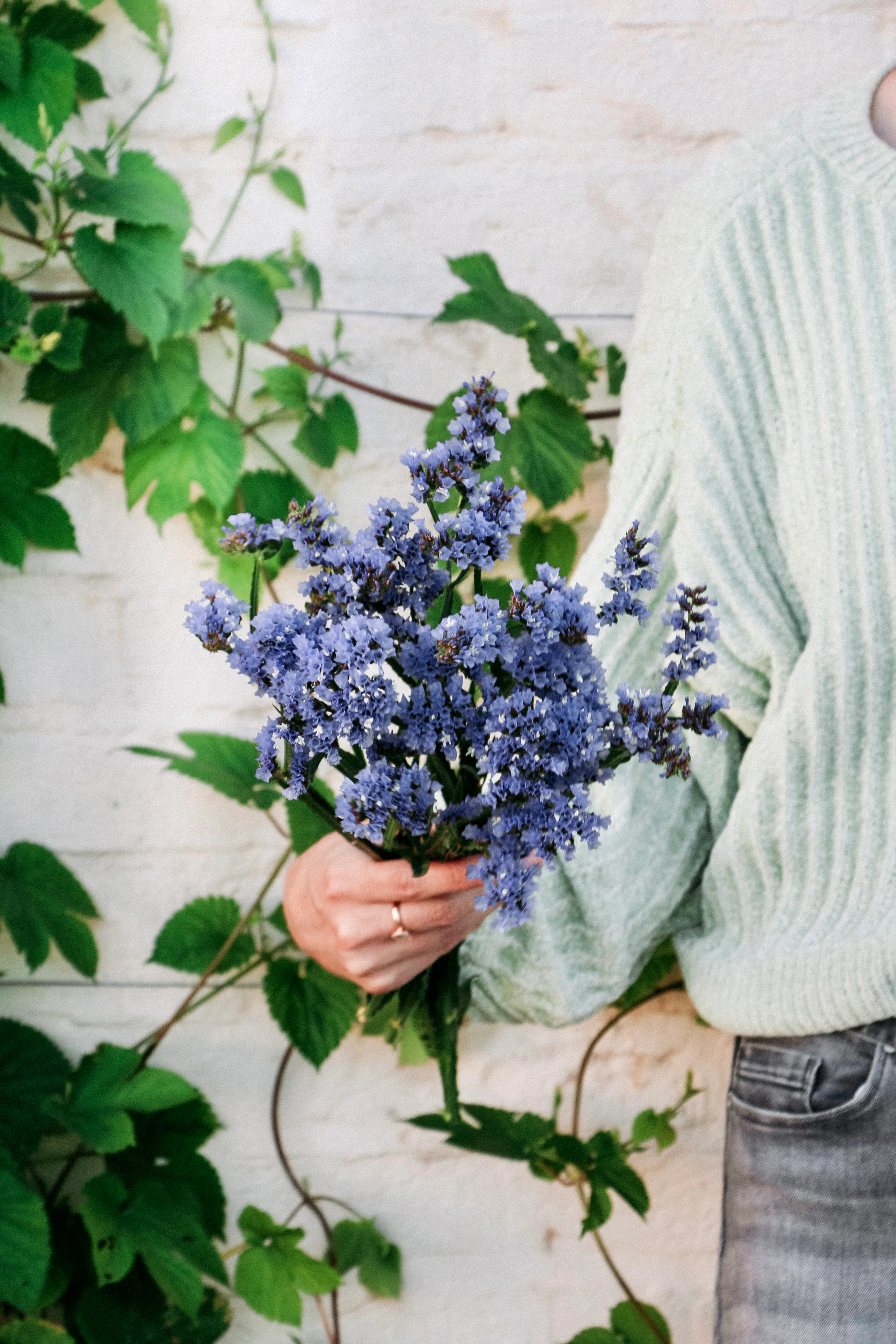 Limonium sinuatum' qis pale blue'
