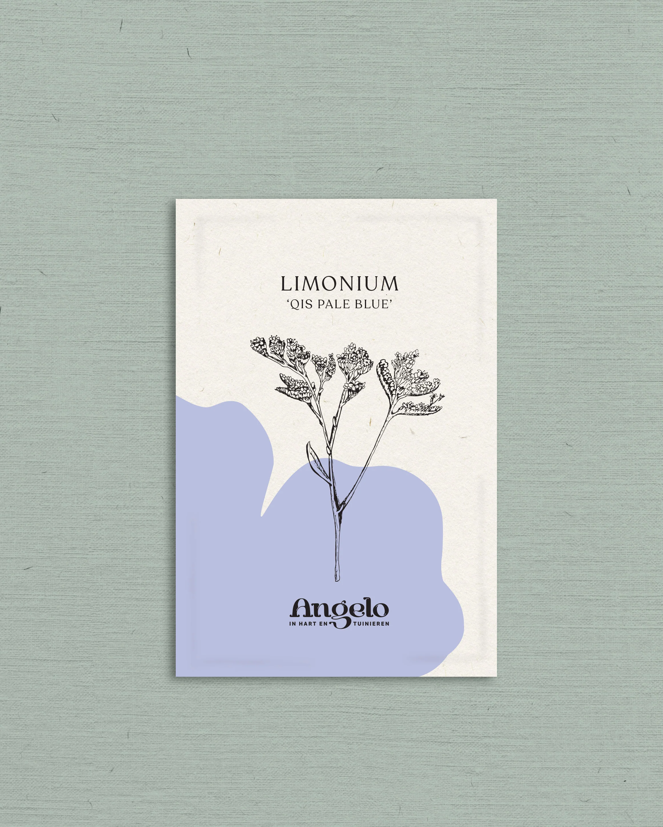 Limonium sinuatum' qis pale blue' - Image 2