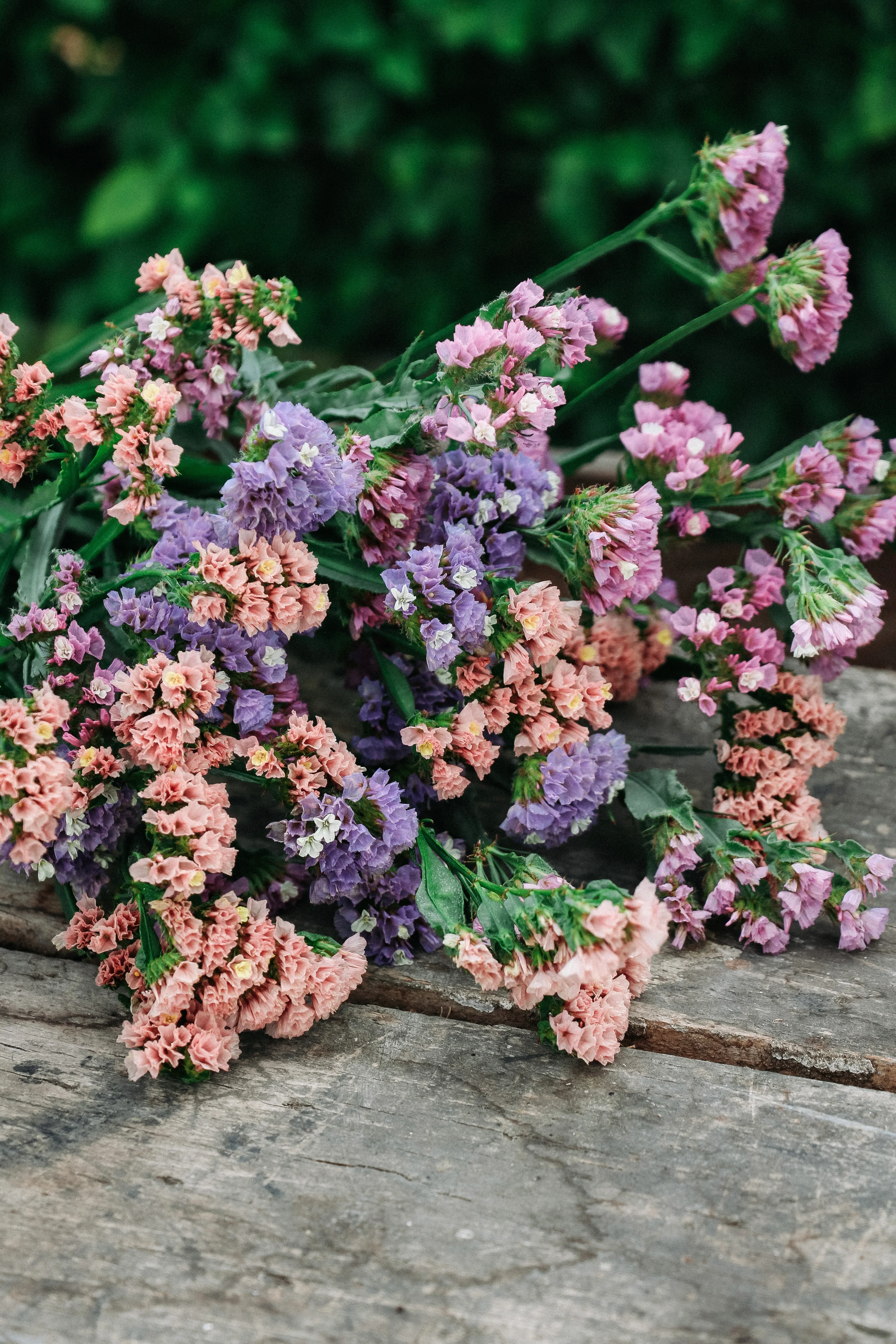 Limonium sinuatum 'Qis Soft Pastel Shades'