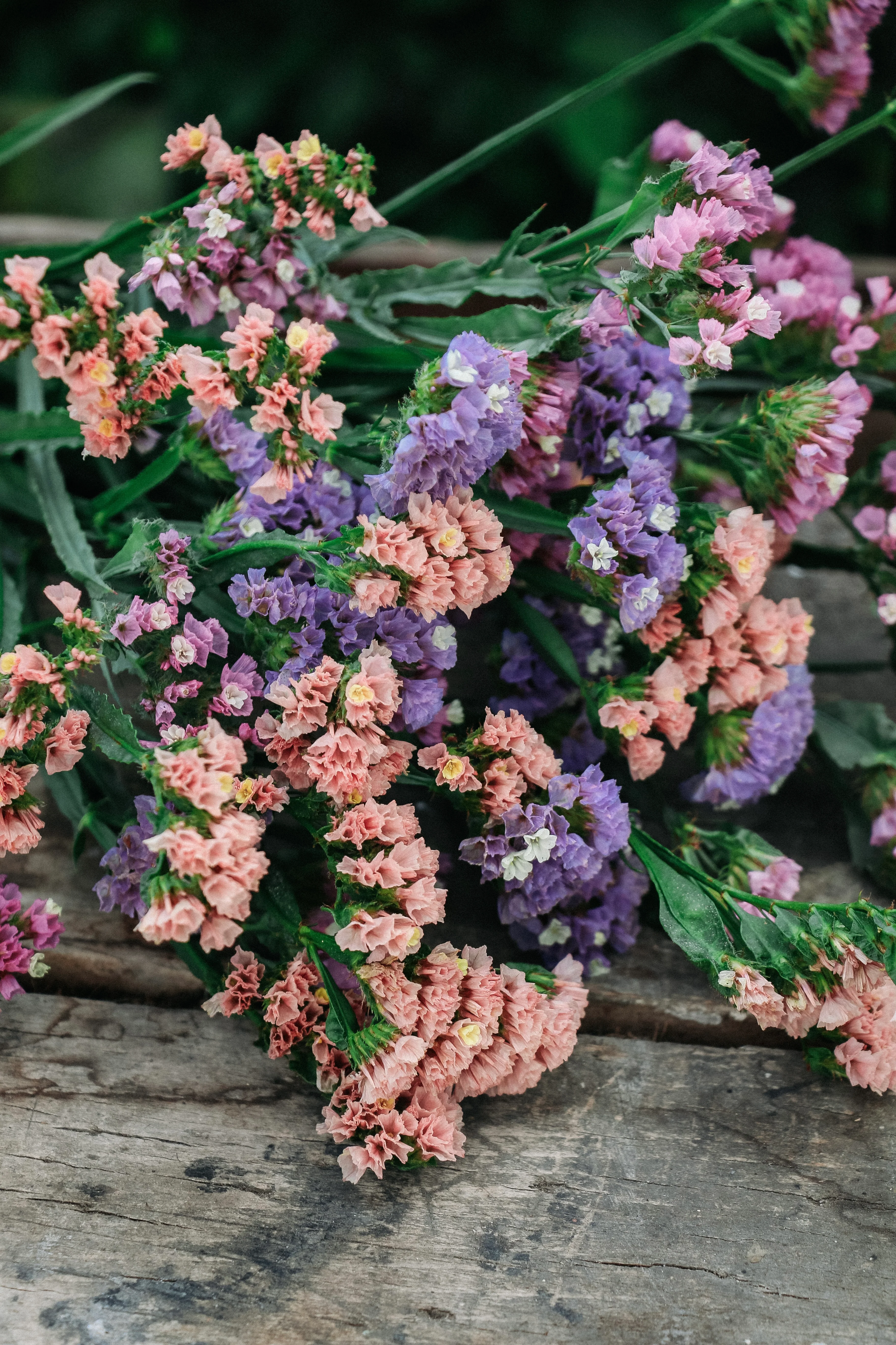 Limonium sinuatum 'Qis Soft Pastel Shades' - Image 3