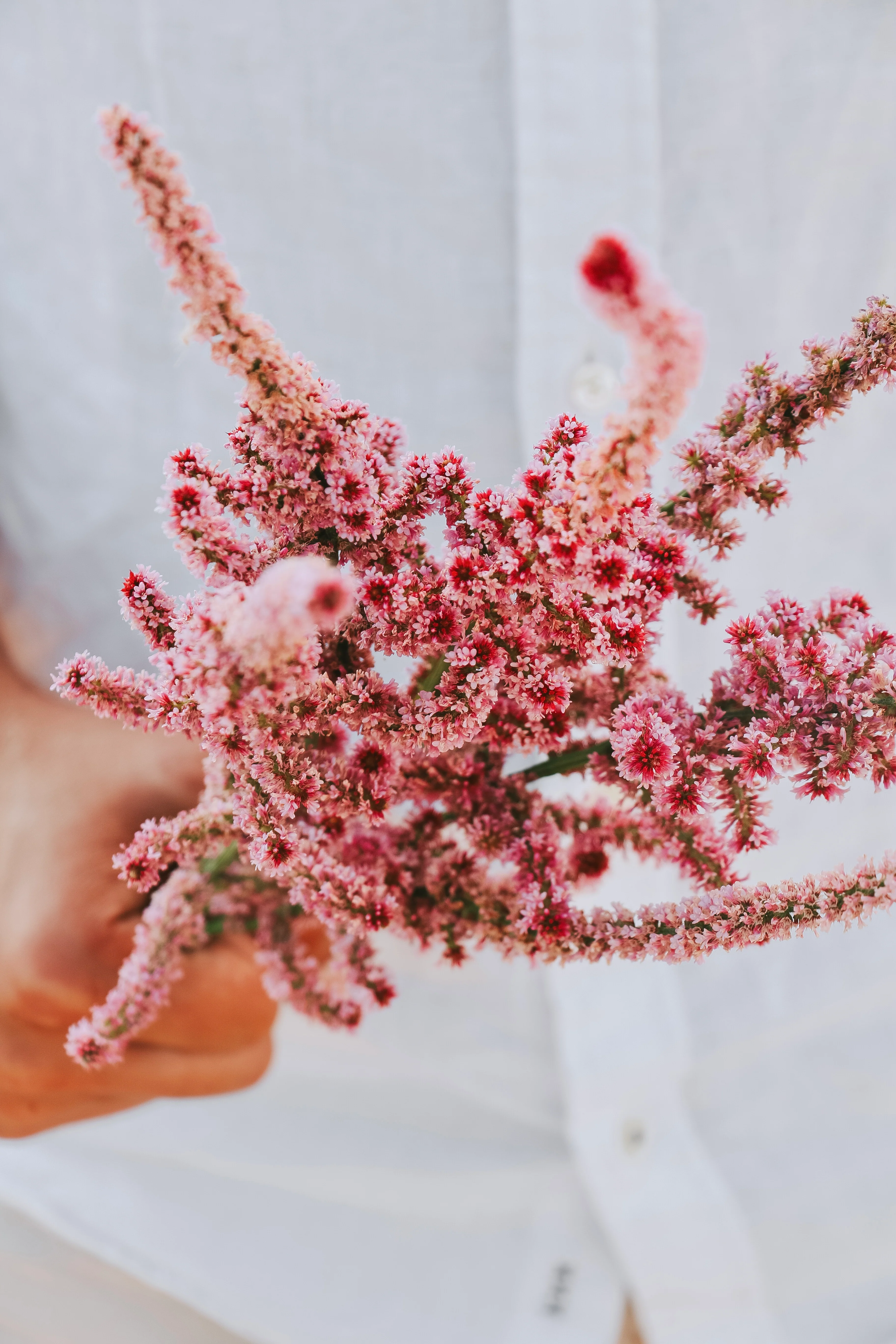 Limonium suworowii 'Pink Pokers'