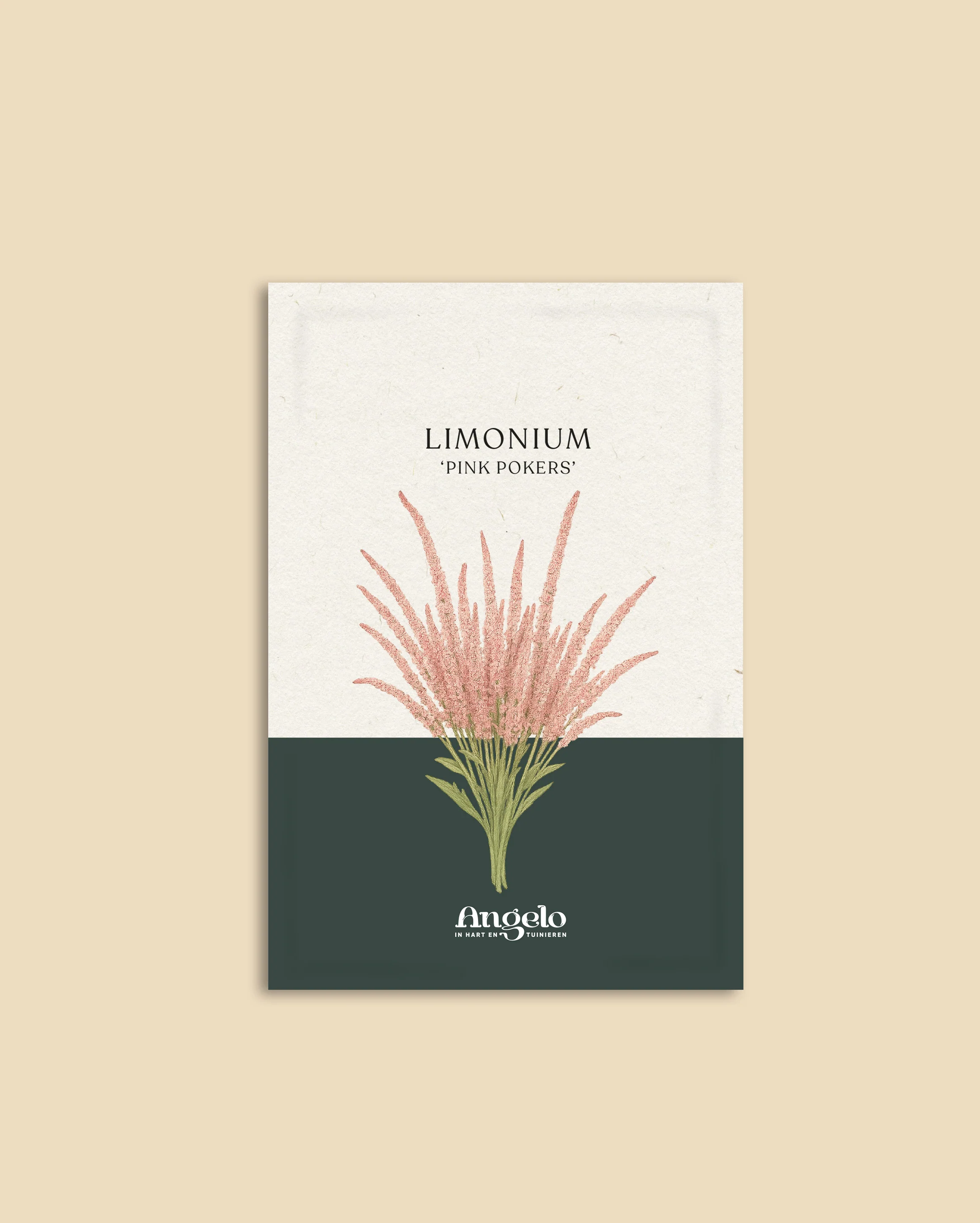 Limonium suworowii 'Pink Pokers' - Image 2