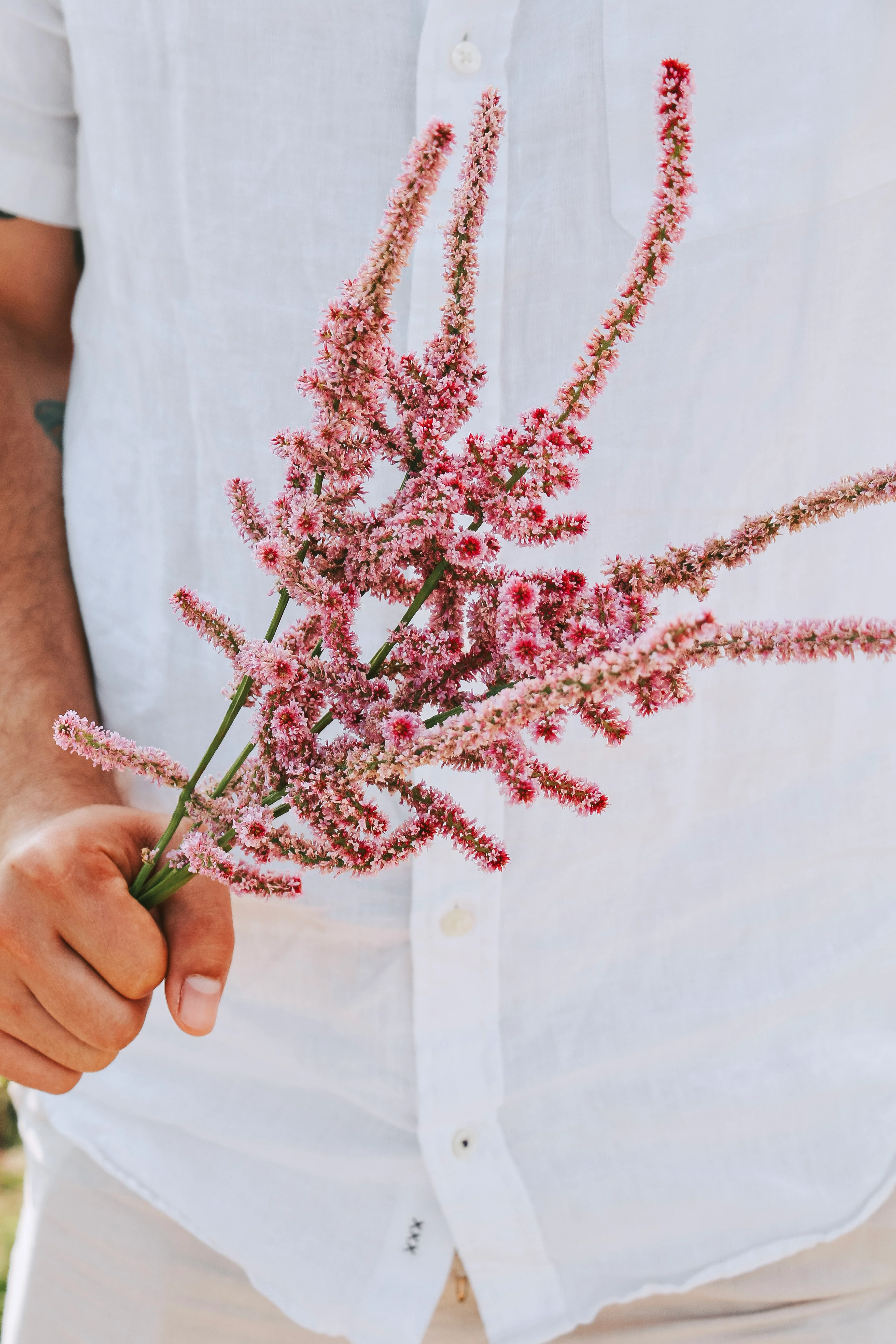 Limonium suworowii 'Pink Pokers' - Image 3