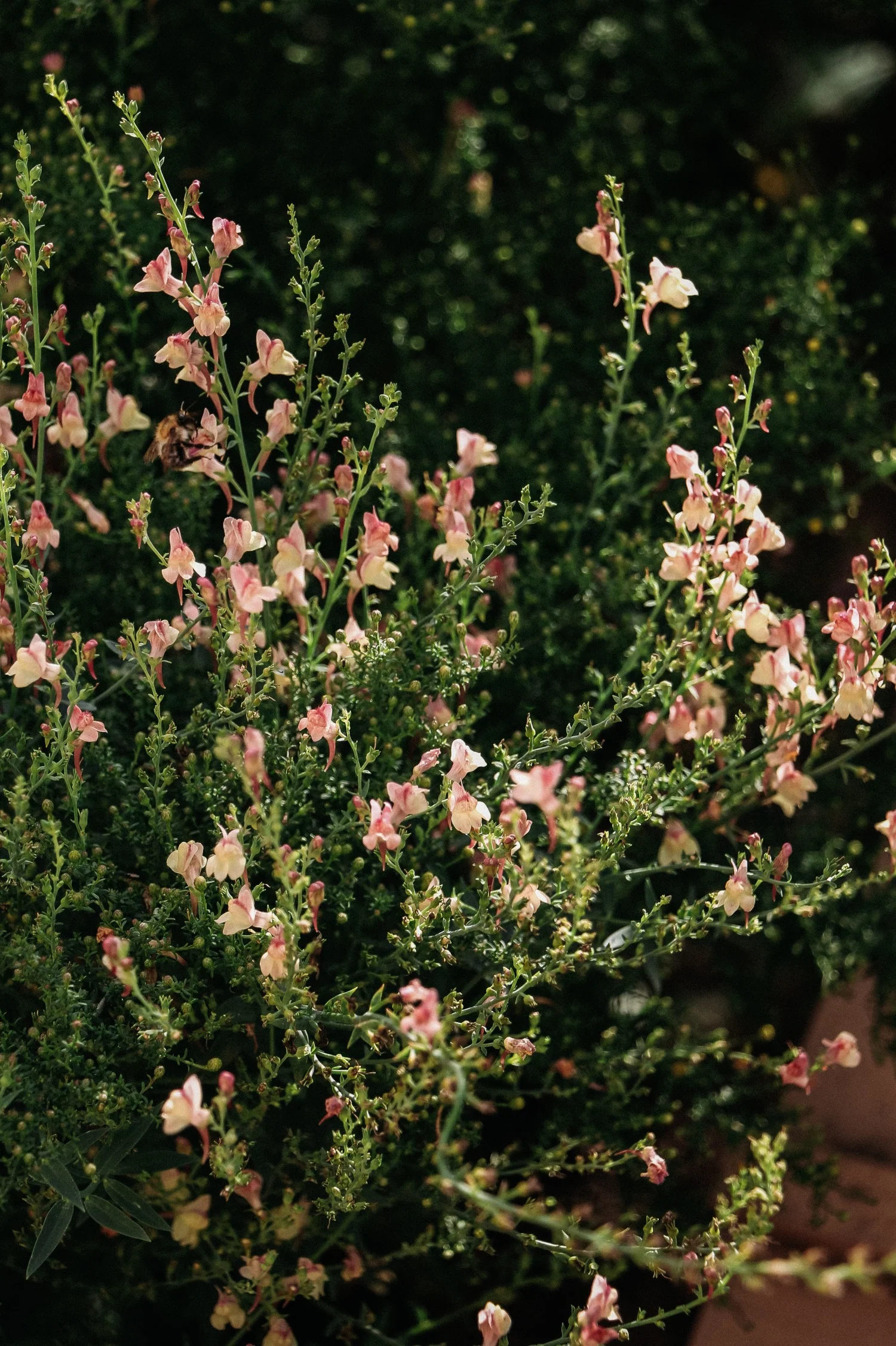 Linaria purpurea 'Peachy'