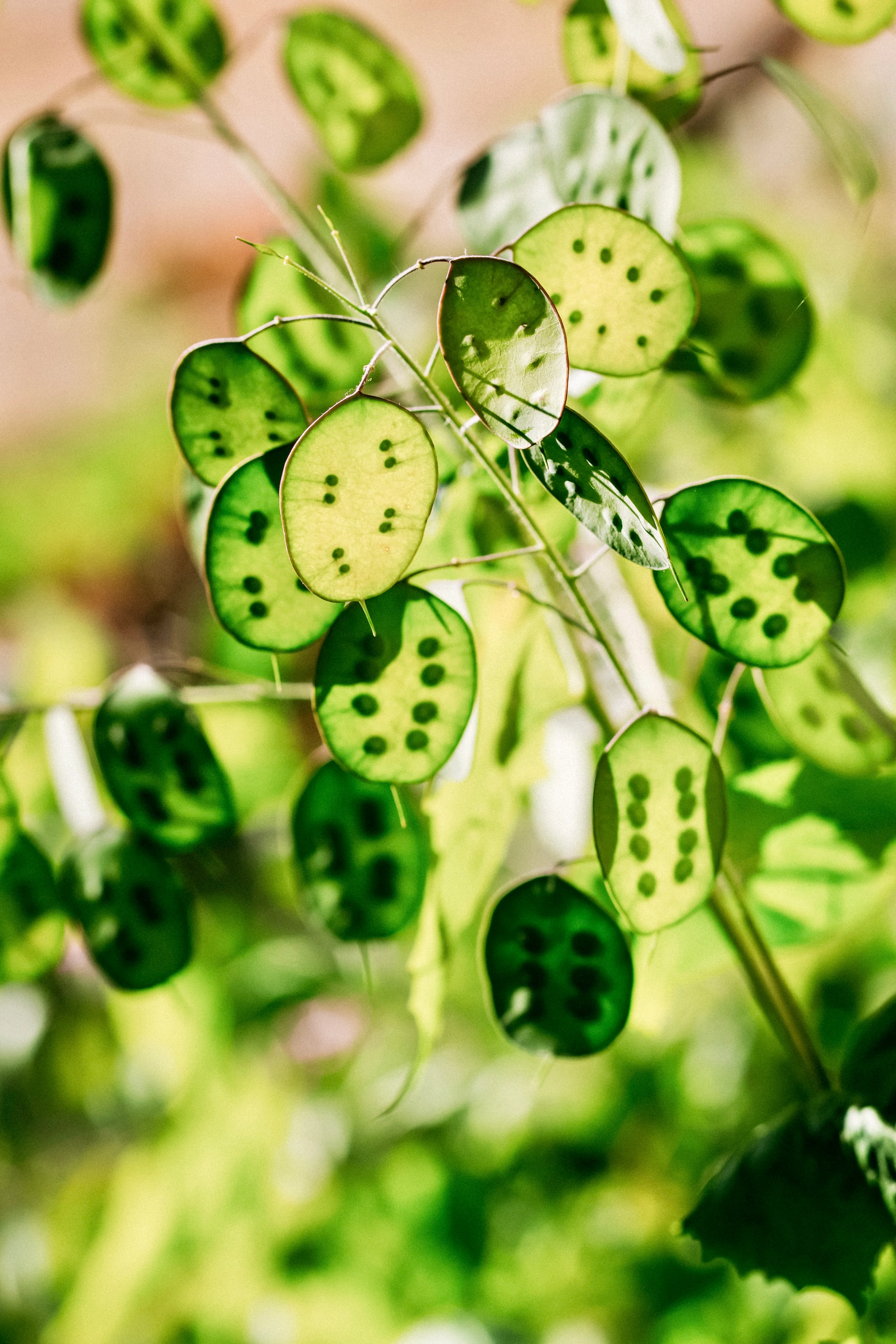 Lunaria annua (biennis) 'violet' - Image 3