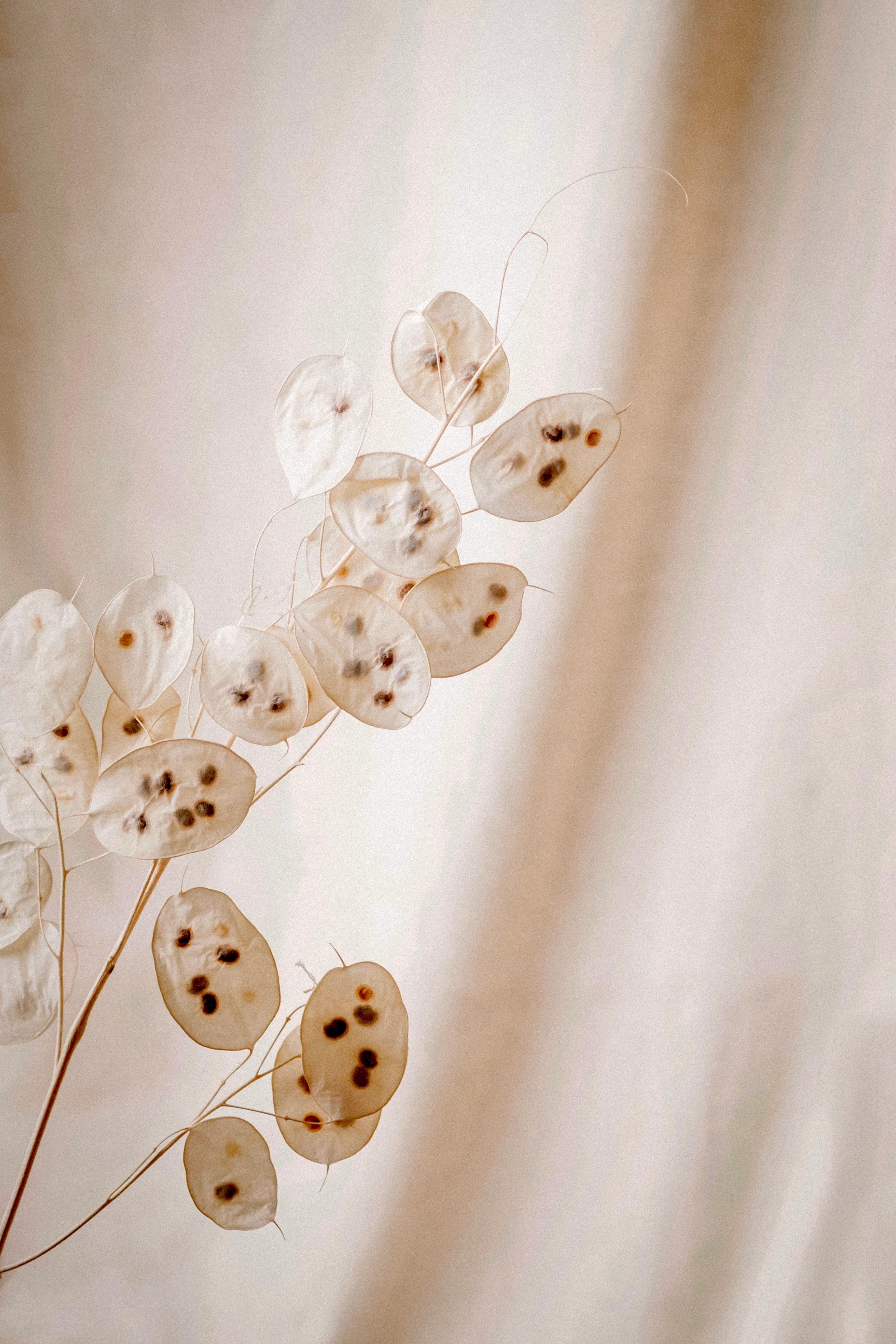 Lunaria annua (biennis) 'violet' - Image 4