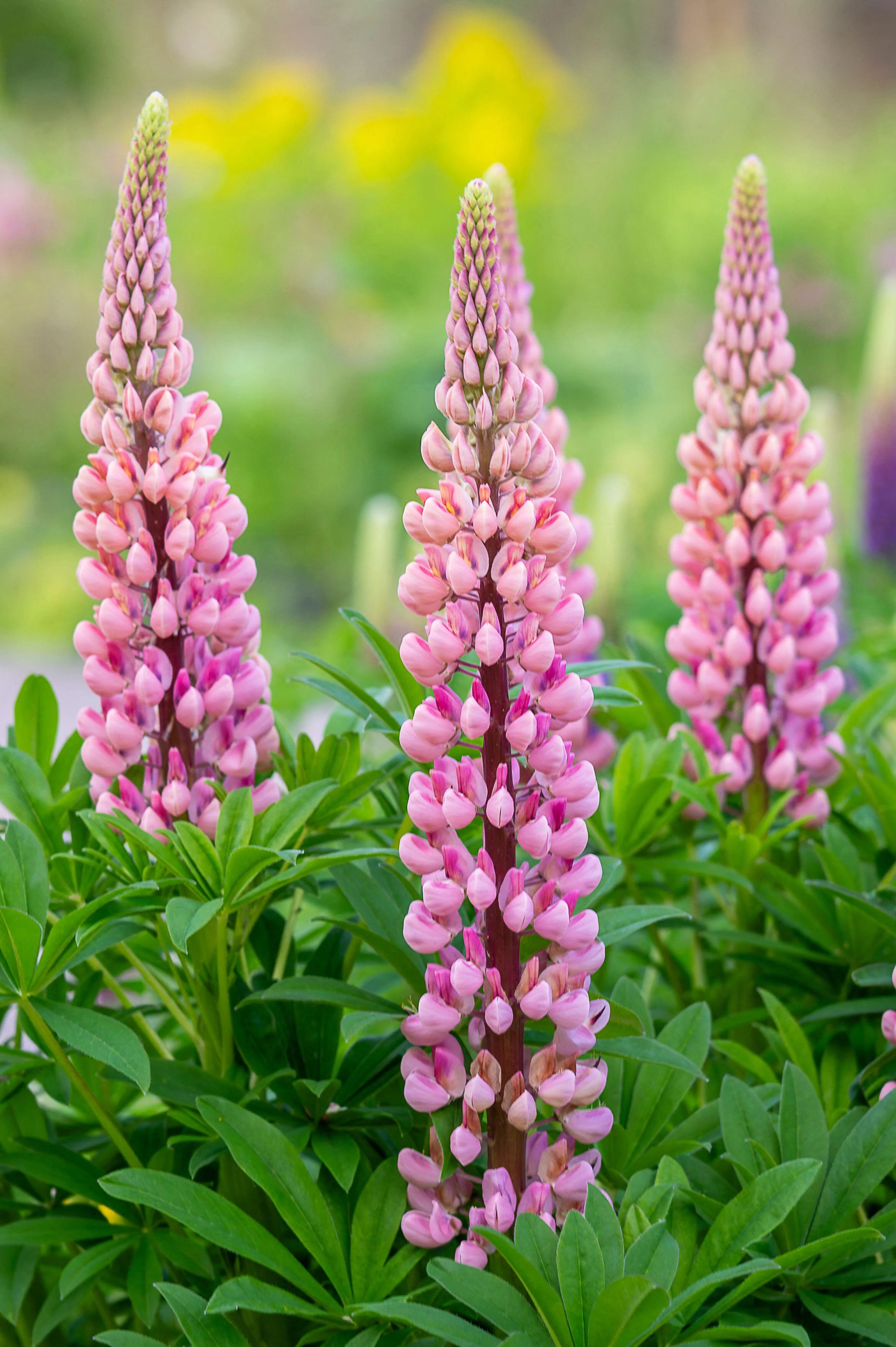 Lupinus 'Gallery Pink'