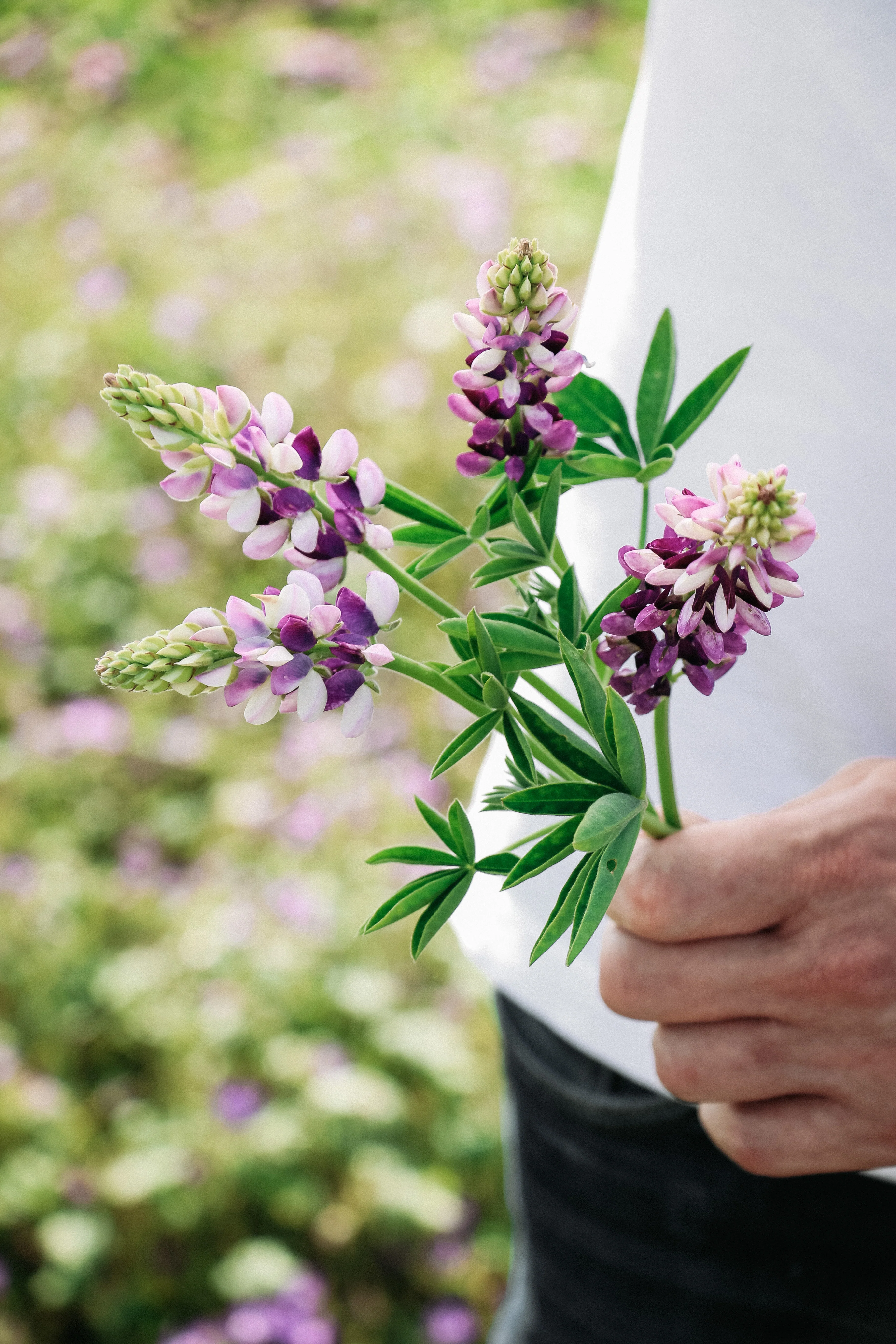 LUPINUS hartwegii 'Avalune Lilac-White'
