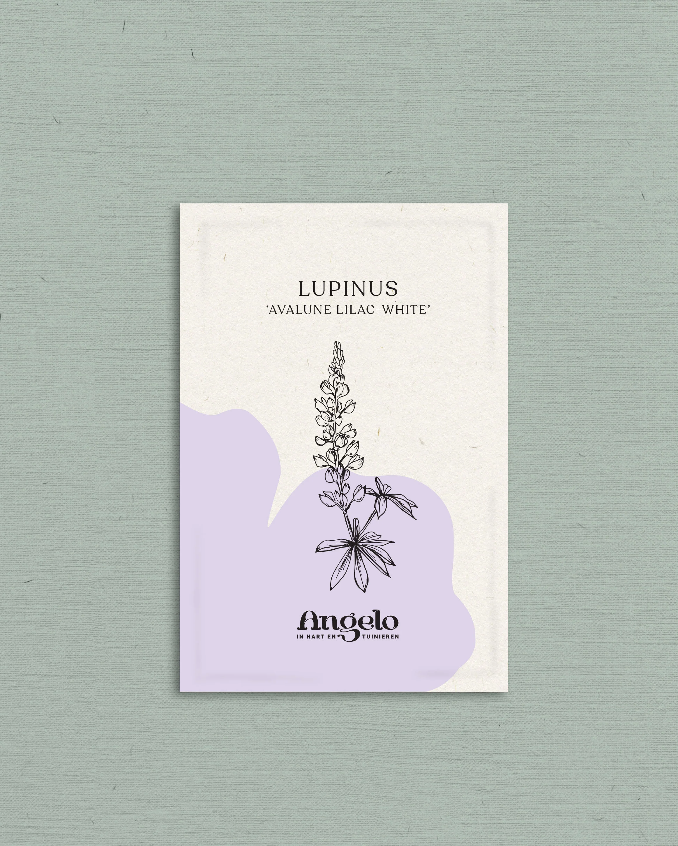 LUPINUS hartwegii 'Avalune Lilac-White' - Image 2