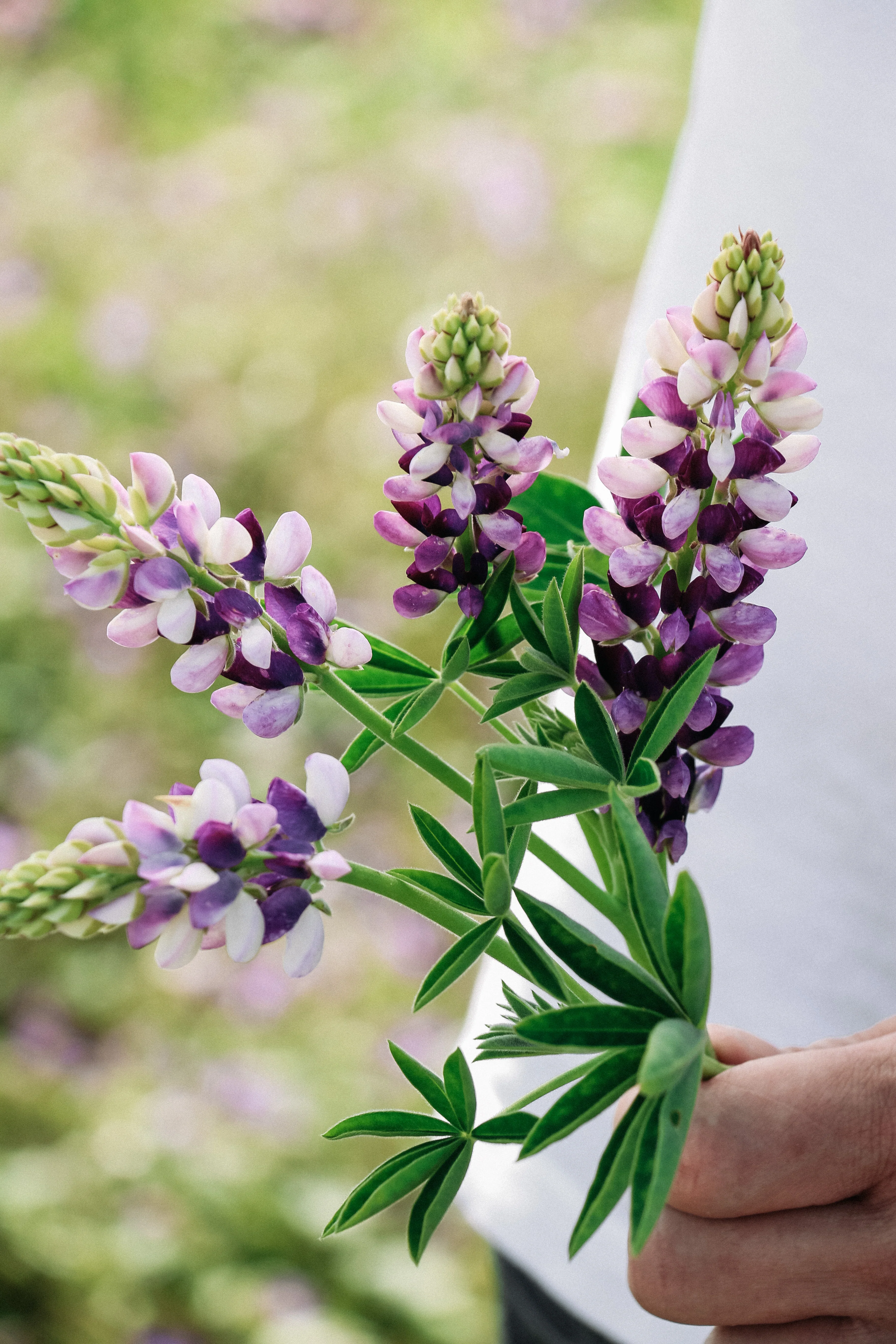 LUPINUS hartwegii 'Avalune Lilac-White' - Image 3