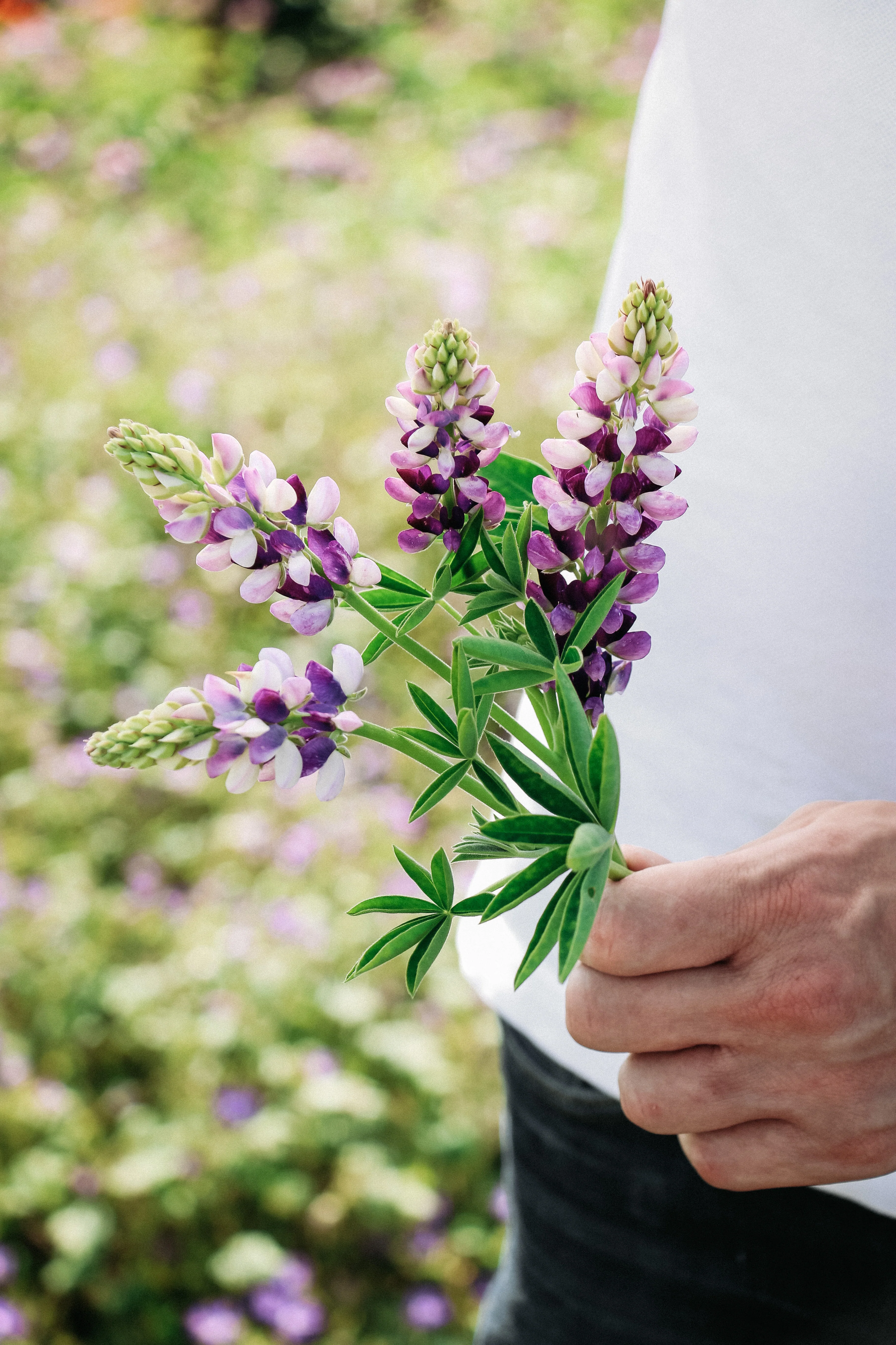 LUPINUS hartwegii 'Avalune Lilac-White' - Image 4