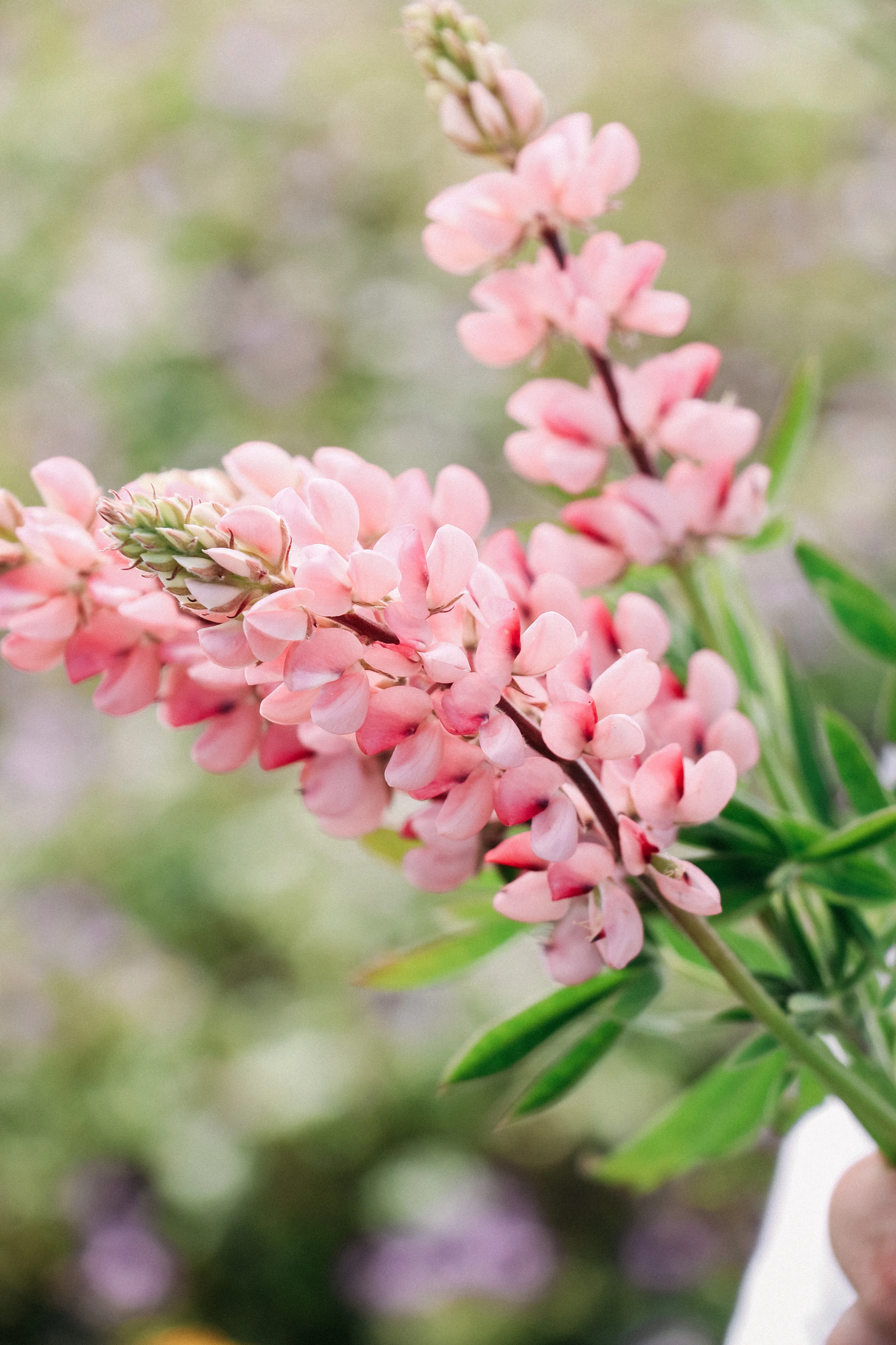 LUPINUS hartwegii 'Avalune Pink'
