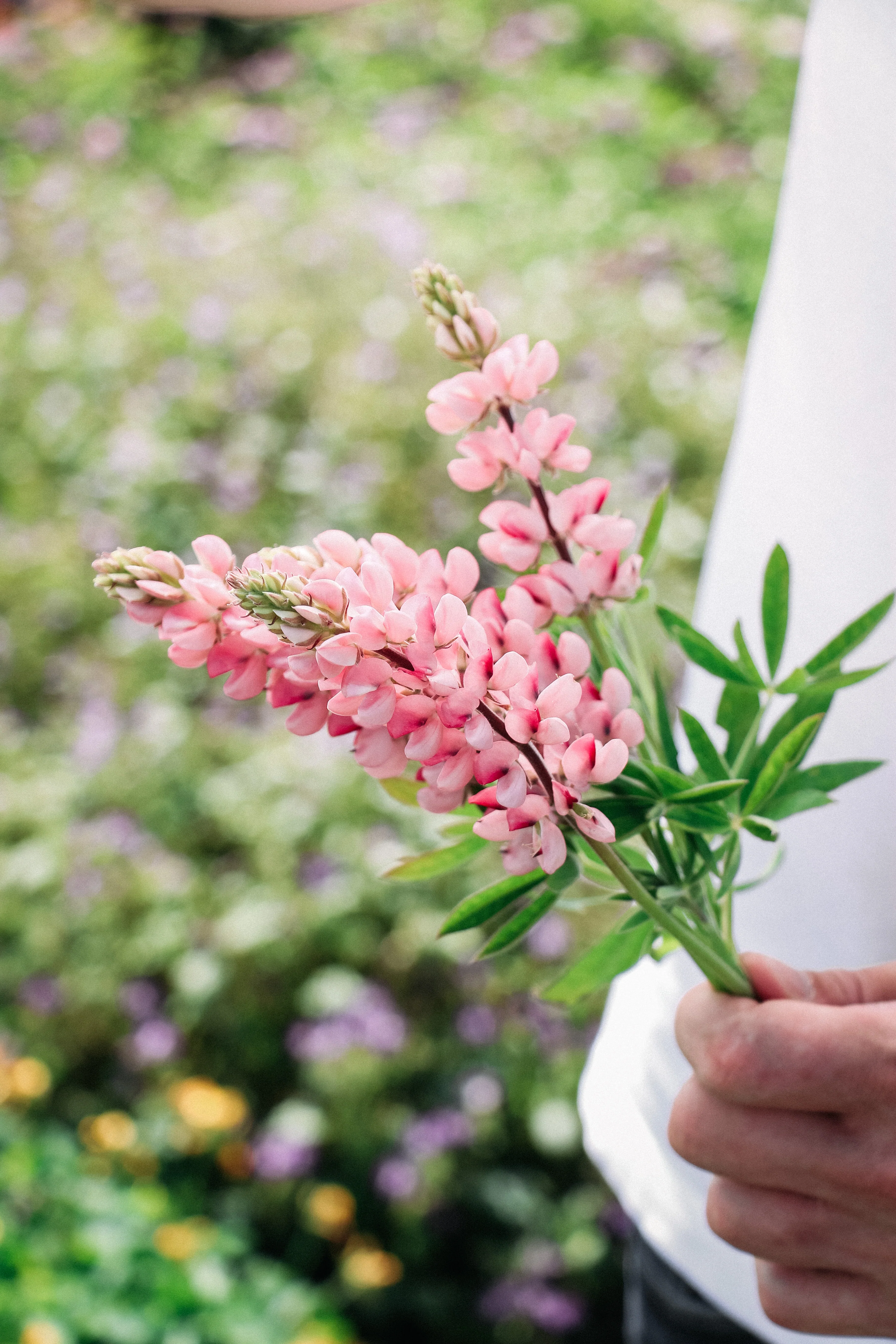 LUPINUS hartwegii 'Avalune Pink' - Image 3