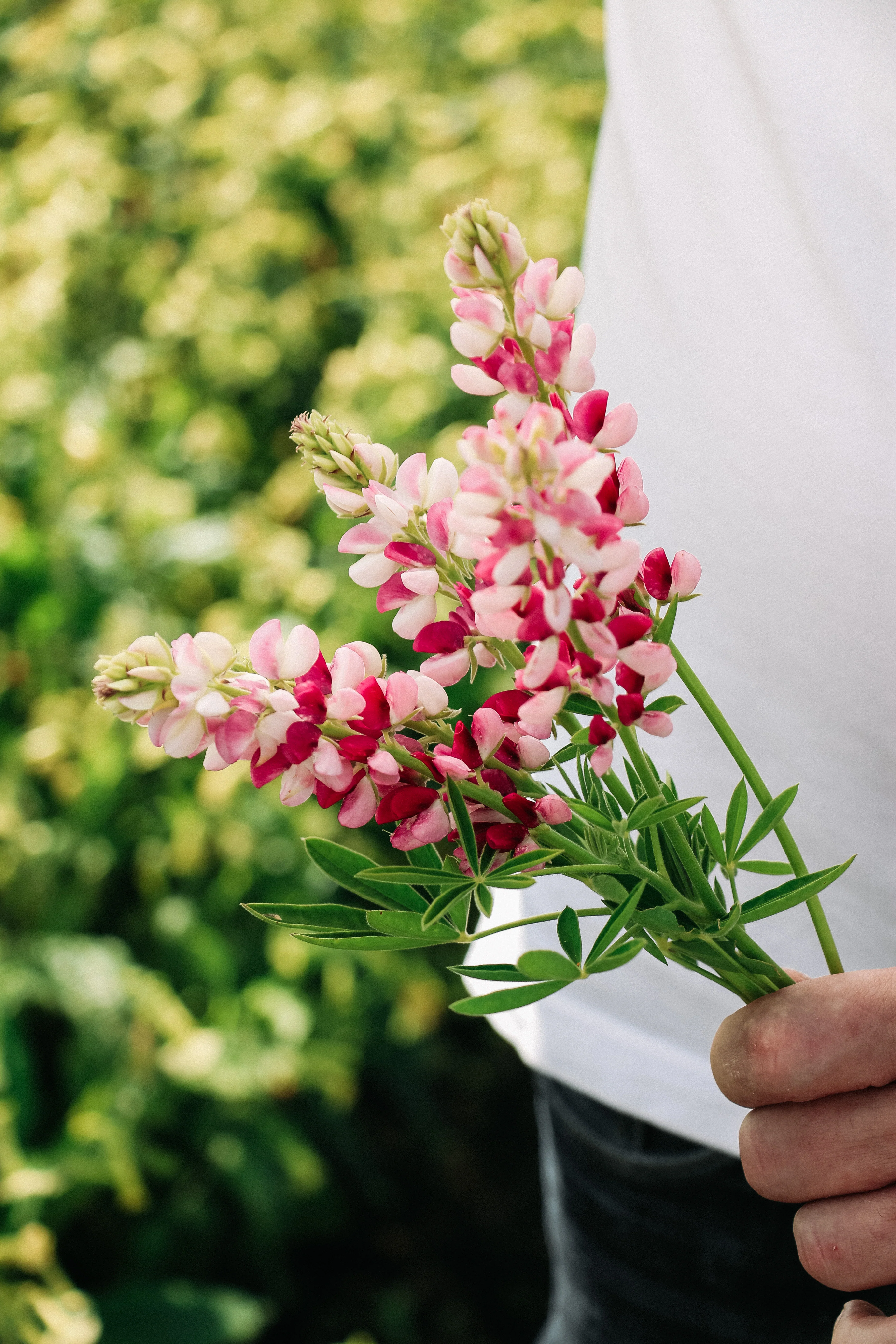LUPINUS hartwegii 'Avalune Red-White'