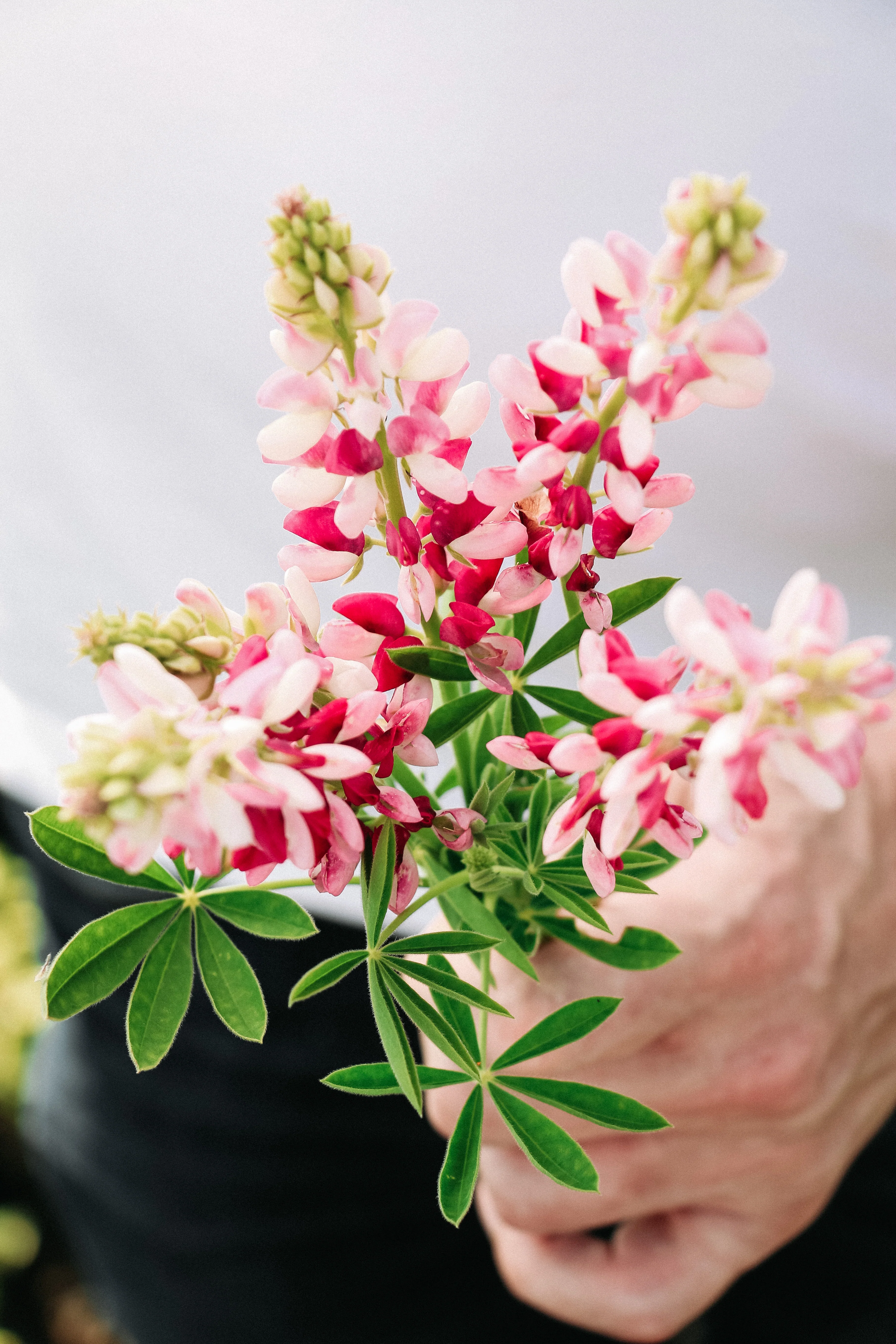 LUPINUS hartwegii 'Avalune Red-White' - Image 3