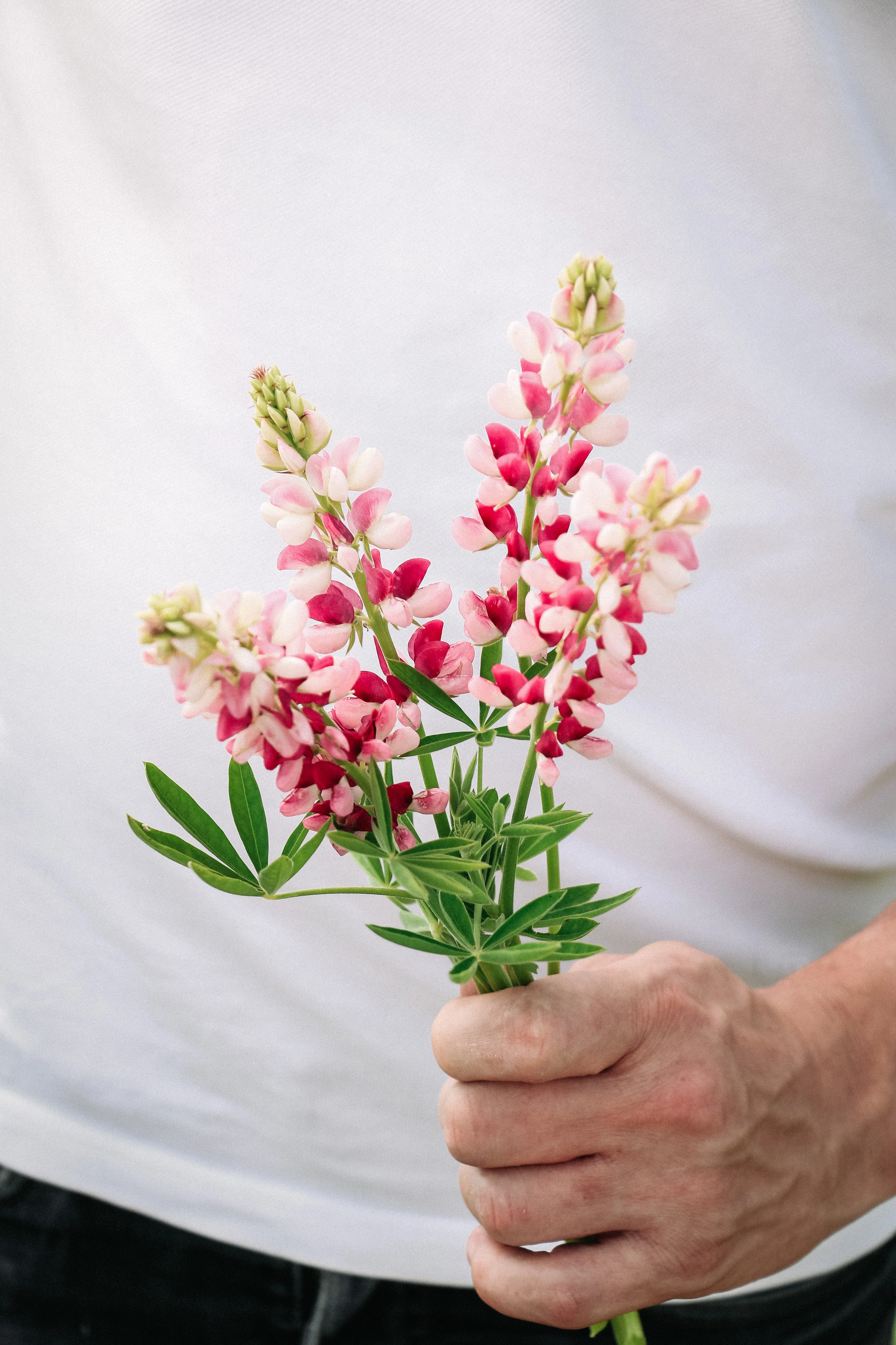LUPINUS hartwegii 'Avalune Red-White' - Image 4