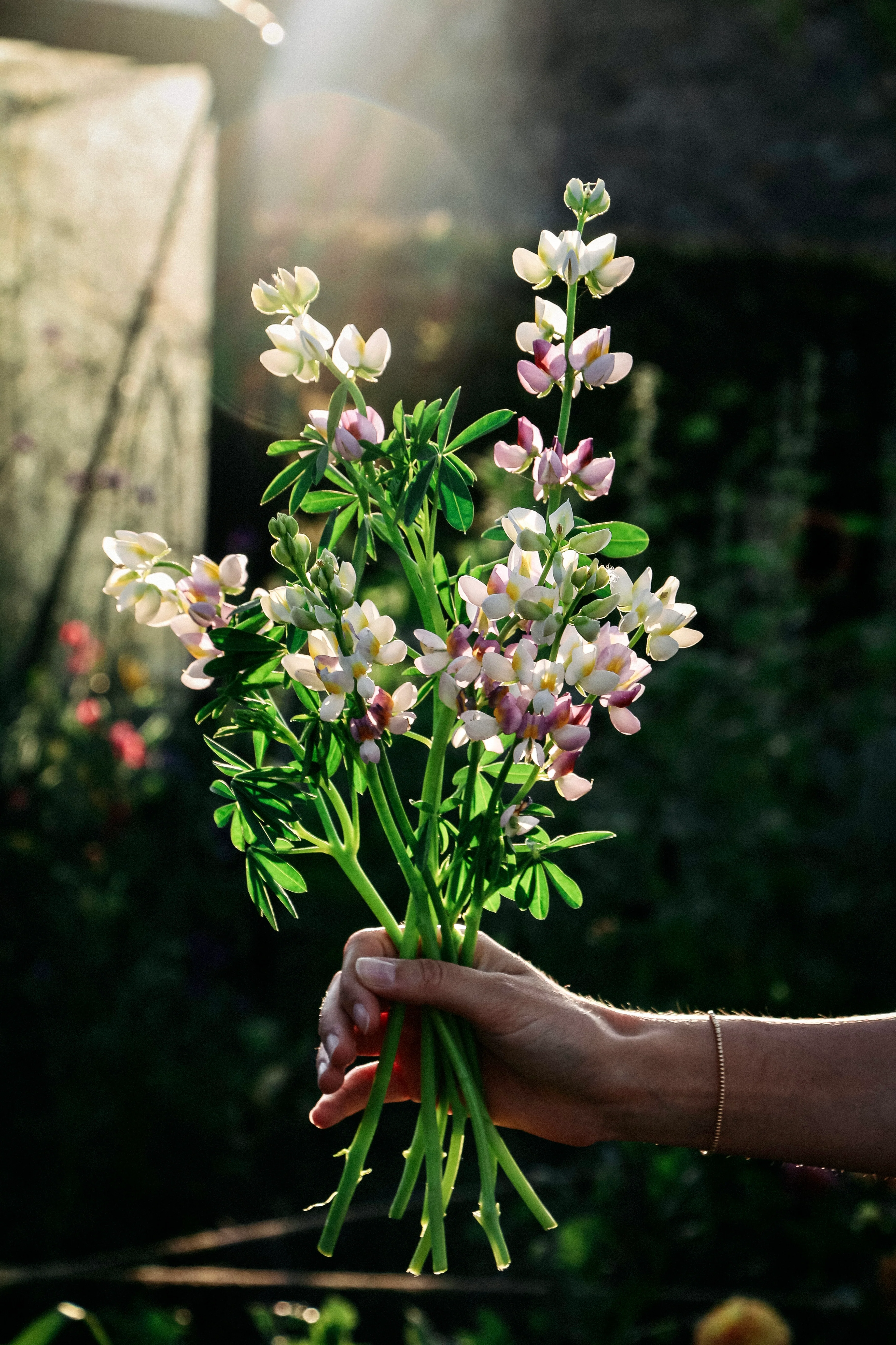 Lupinus mutabilis var. cruckshankii javelin 'lilac'