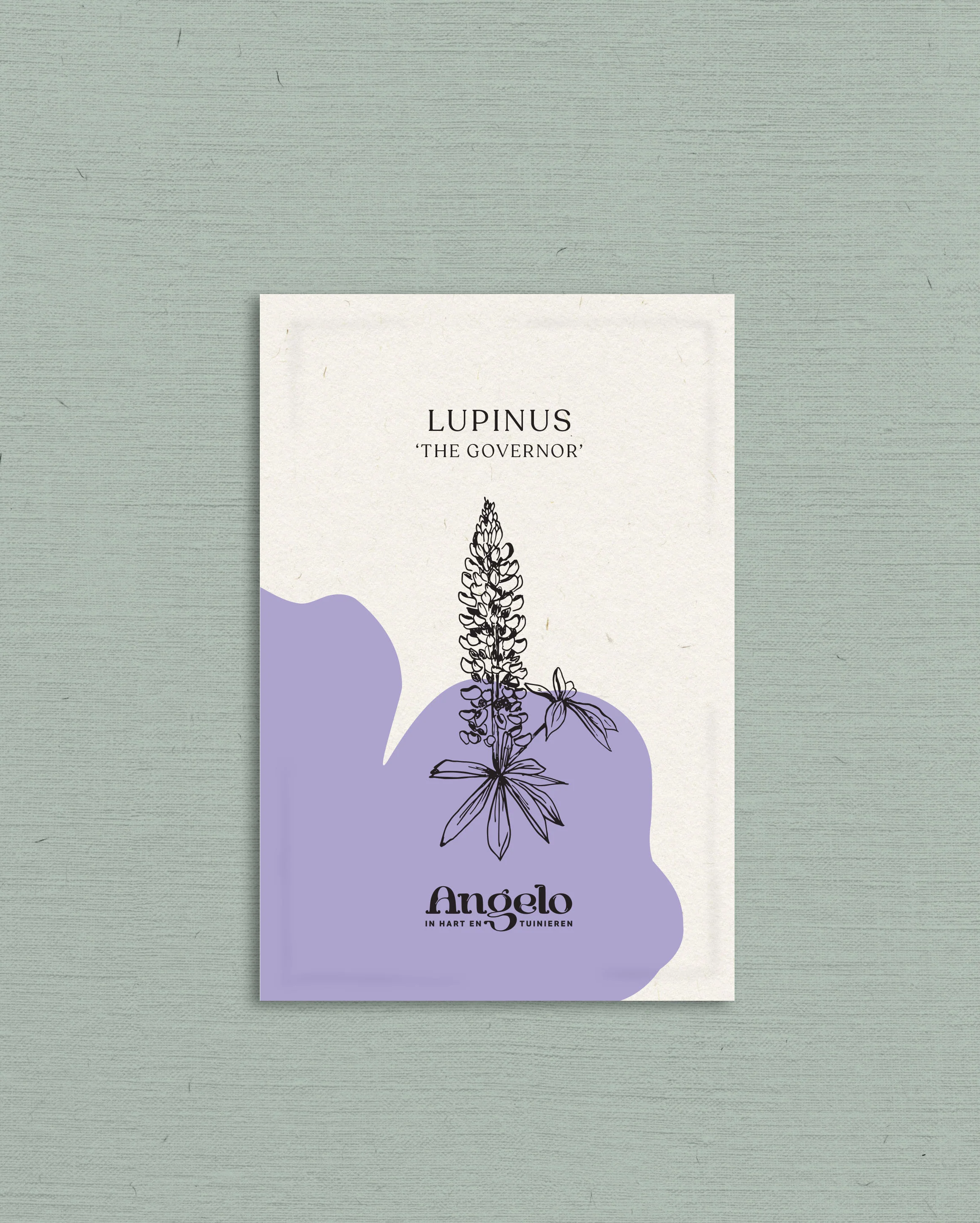Lupinus polyphyllus 'russel the governor' - Image 2