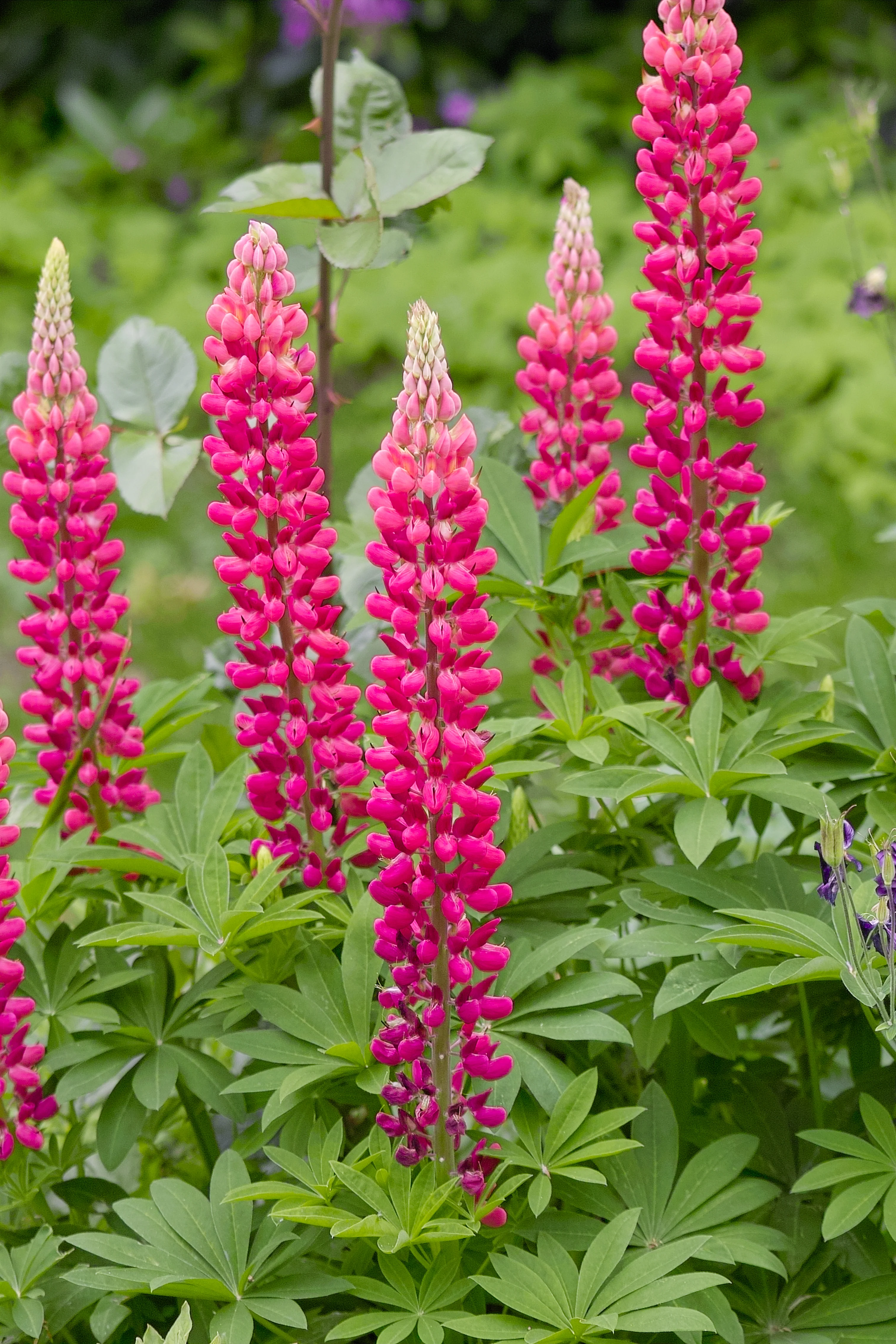 Lupinus polyphyllus 'Russell The Pages'