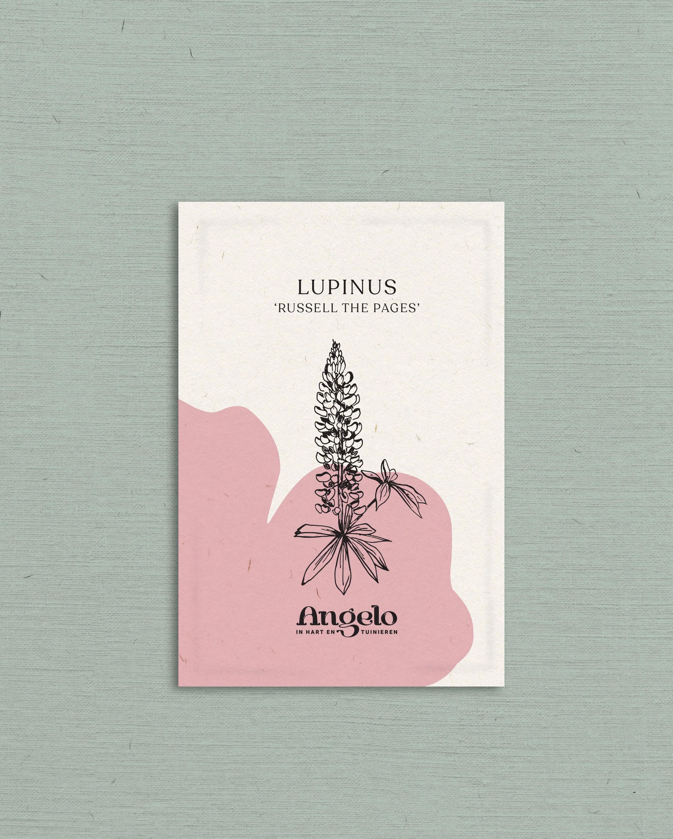 Lupinus polyphyllus 'Russell The Pages' - Image 2