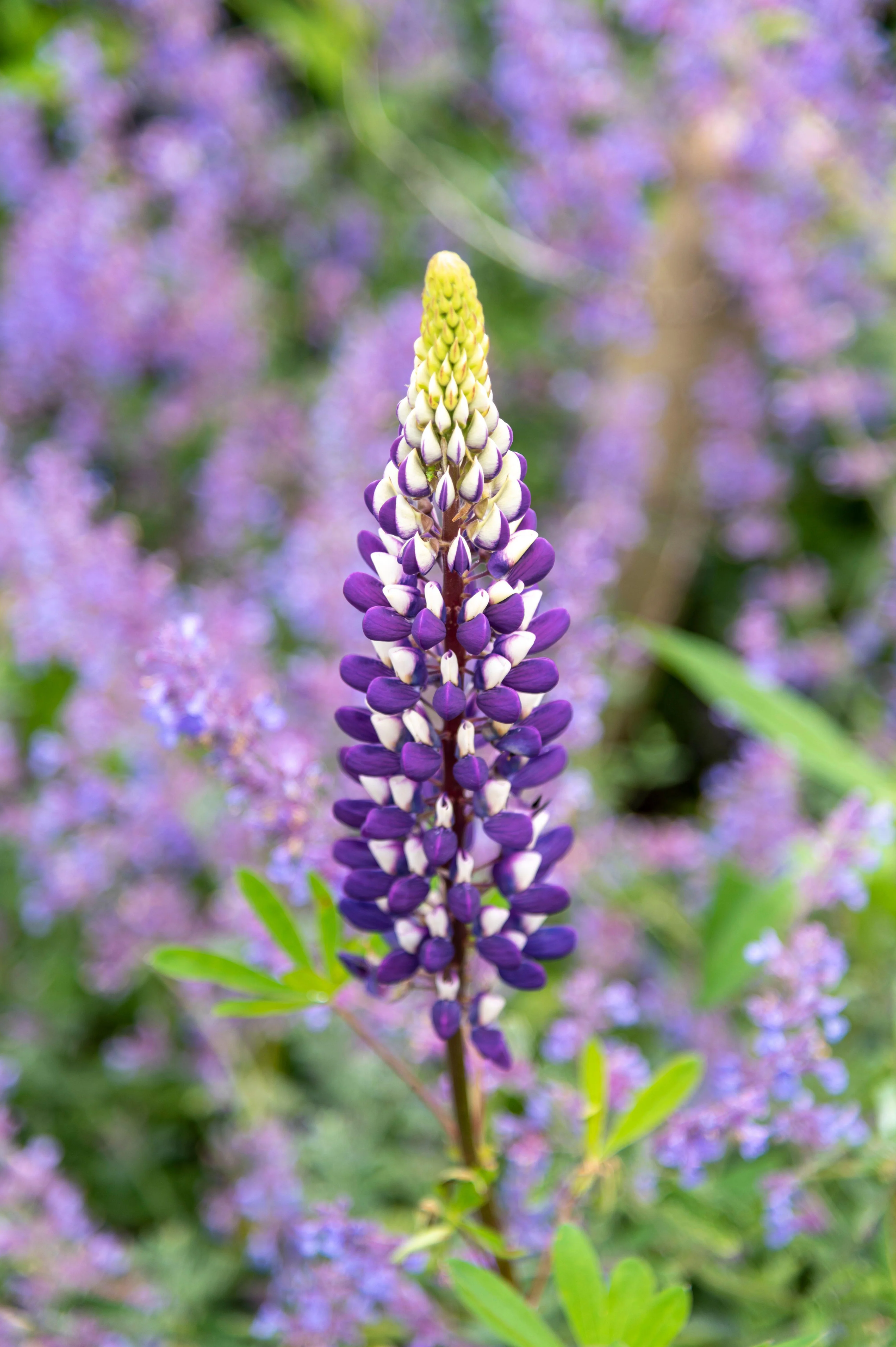 Lupinus 'The Governor'