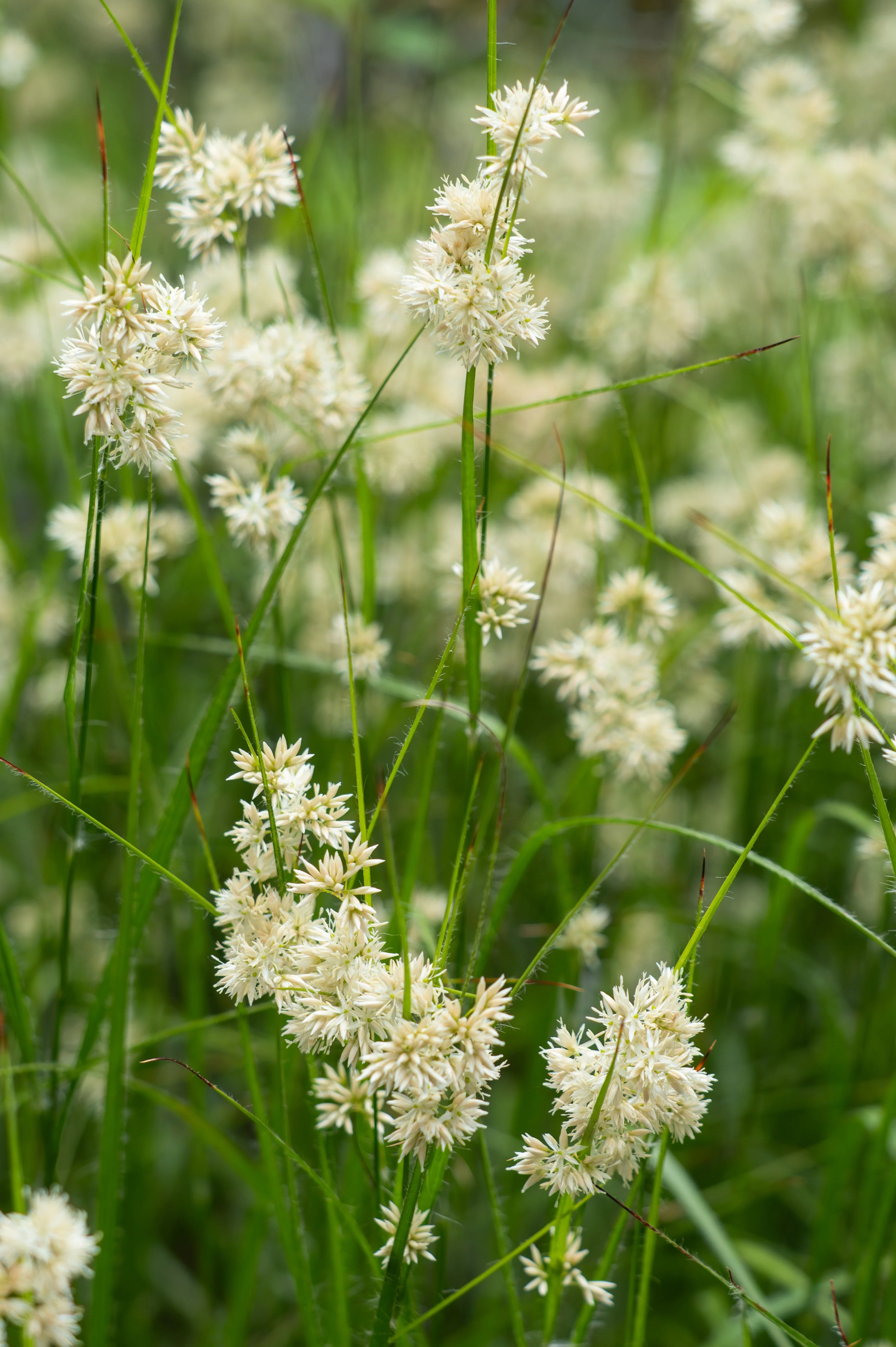 Luzula nivea